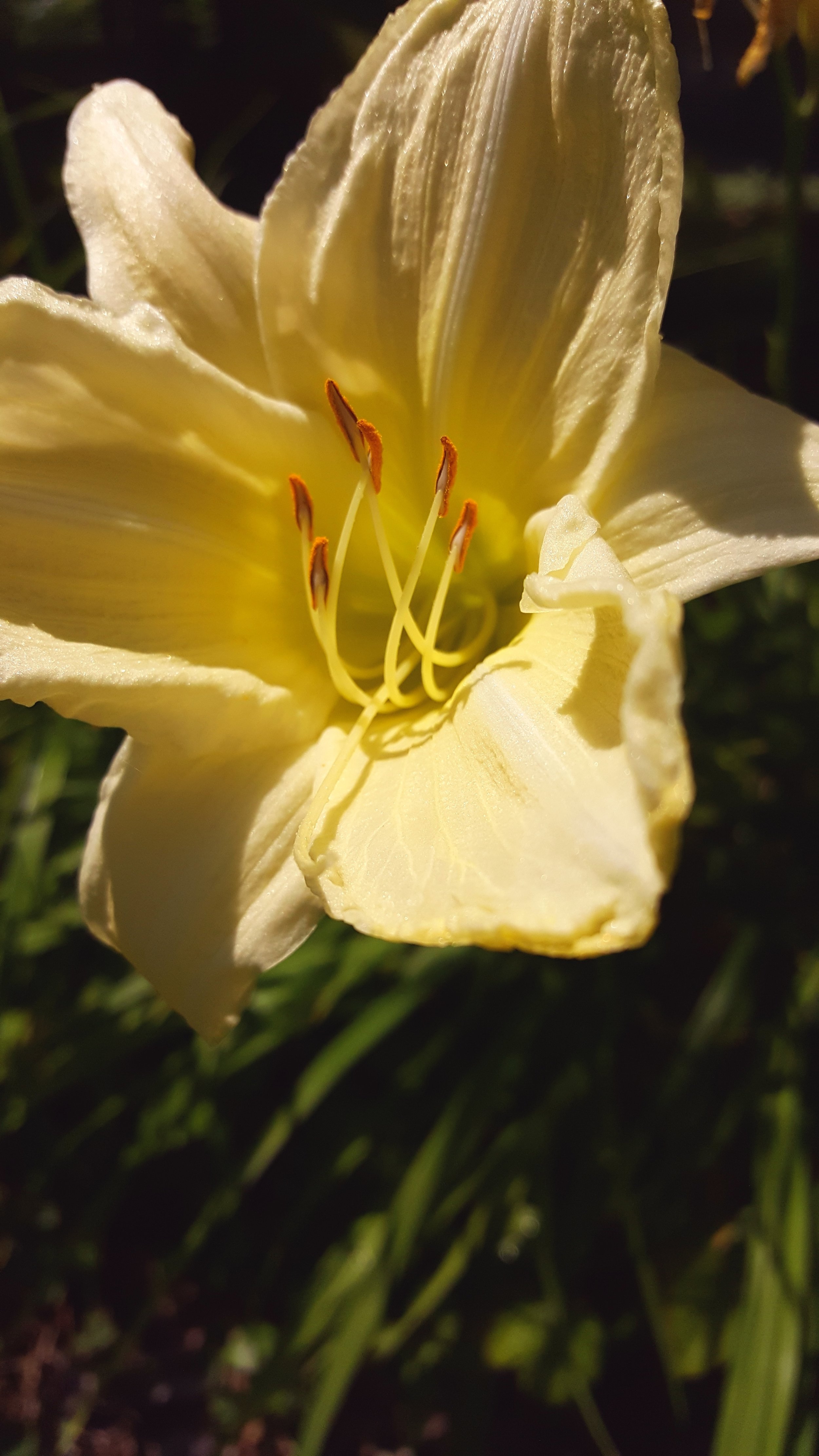 Butter Yellow Day Lily