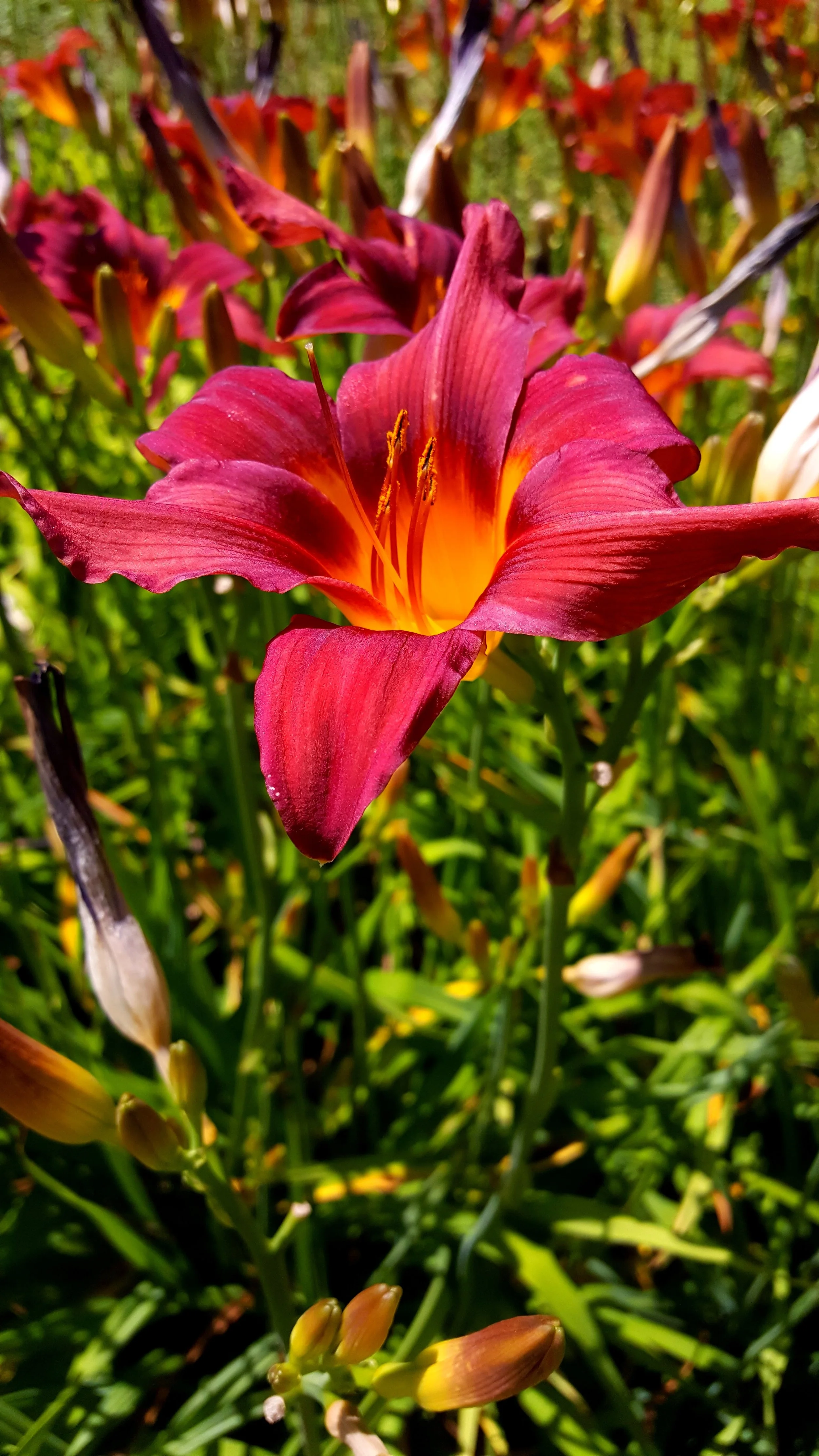 Purple Day Lily