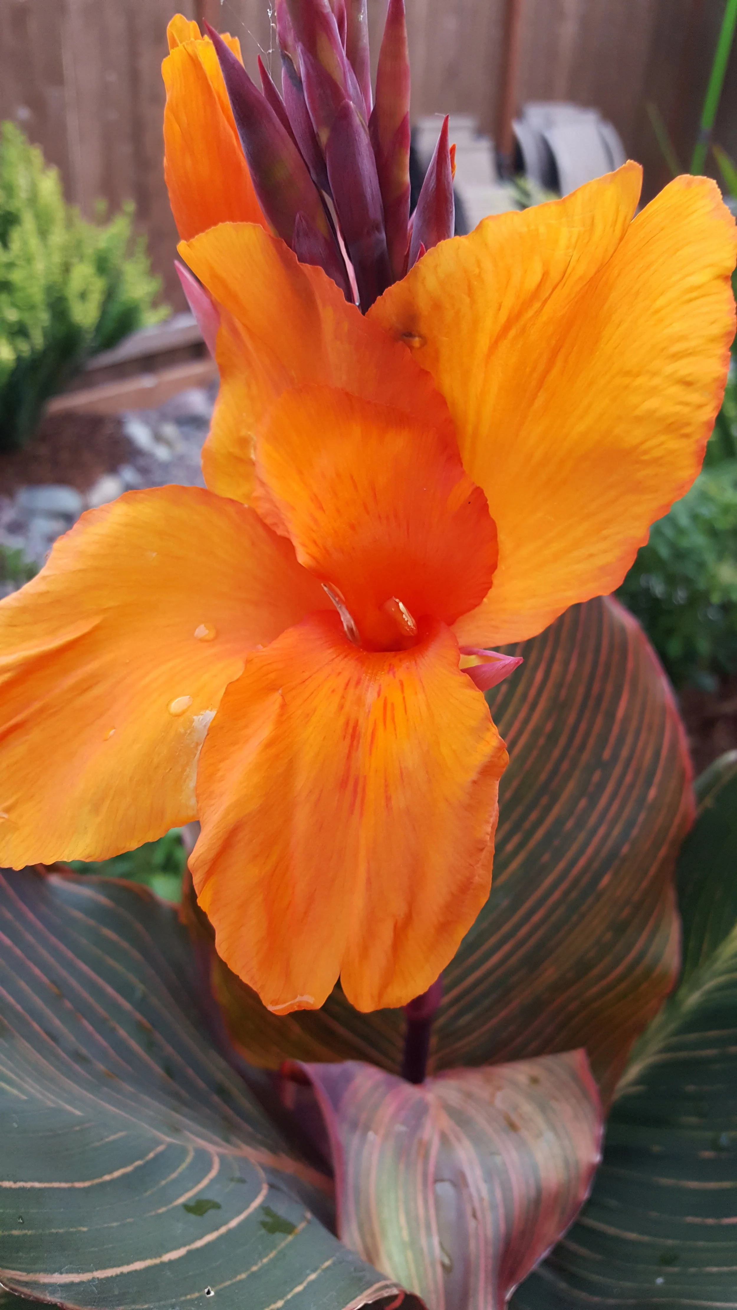 Orange Canna Lily