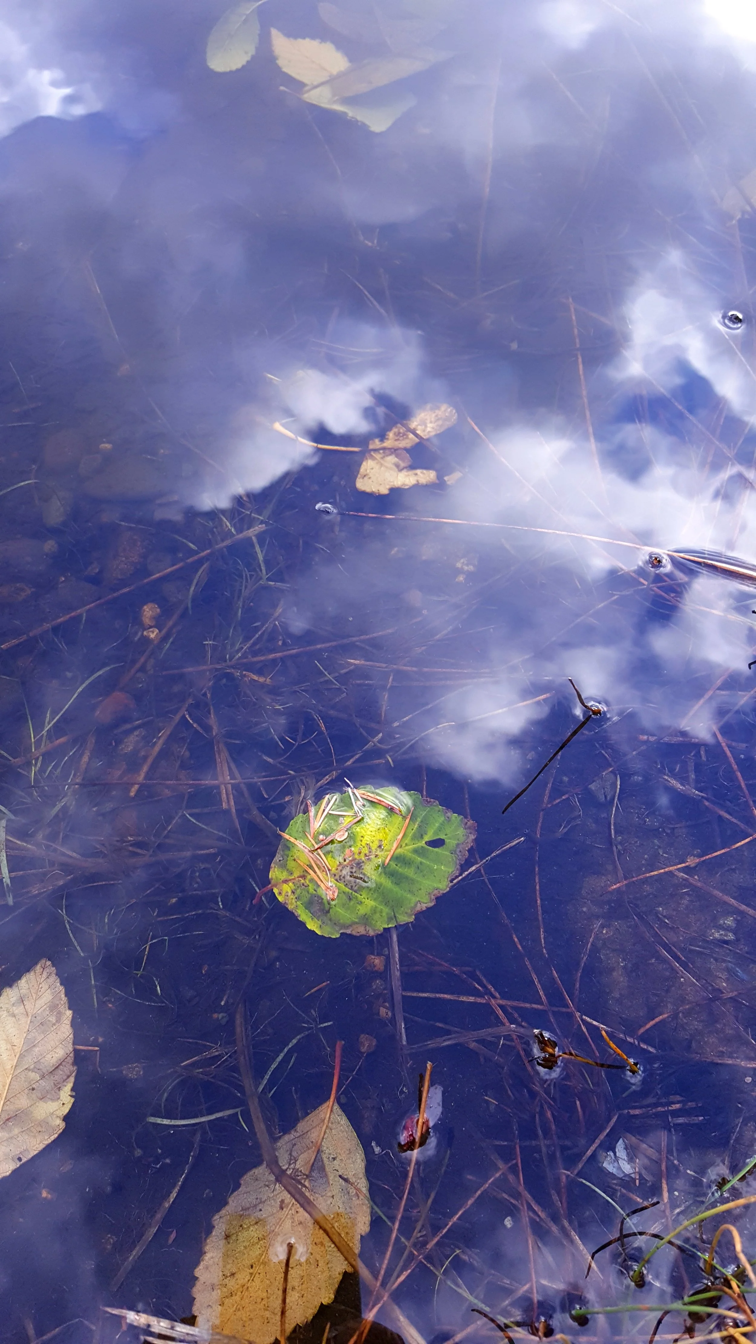 Leaf in the water