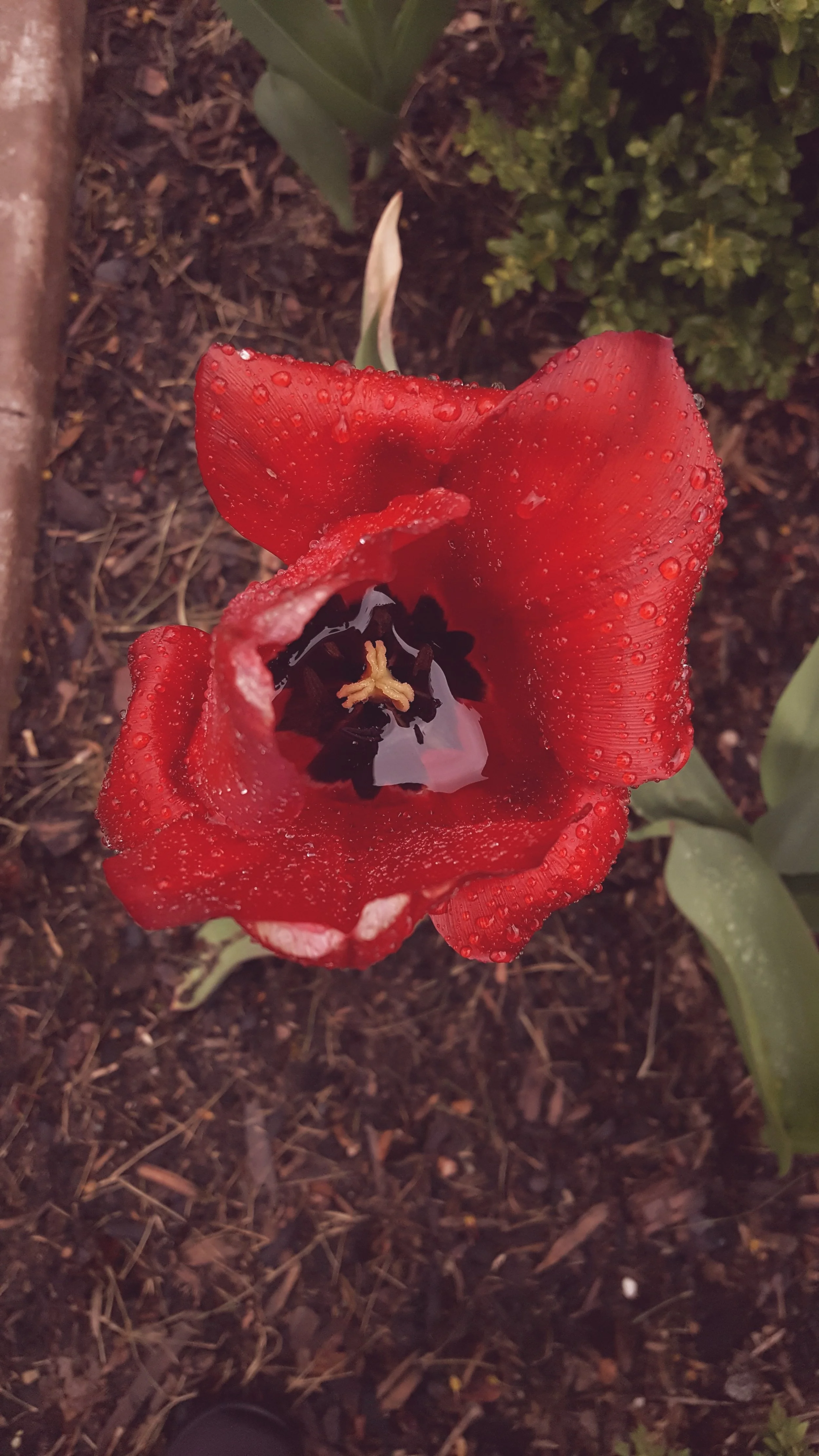 Rain filled tulip
