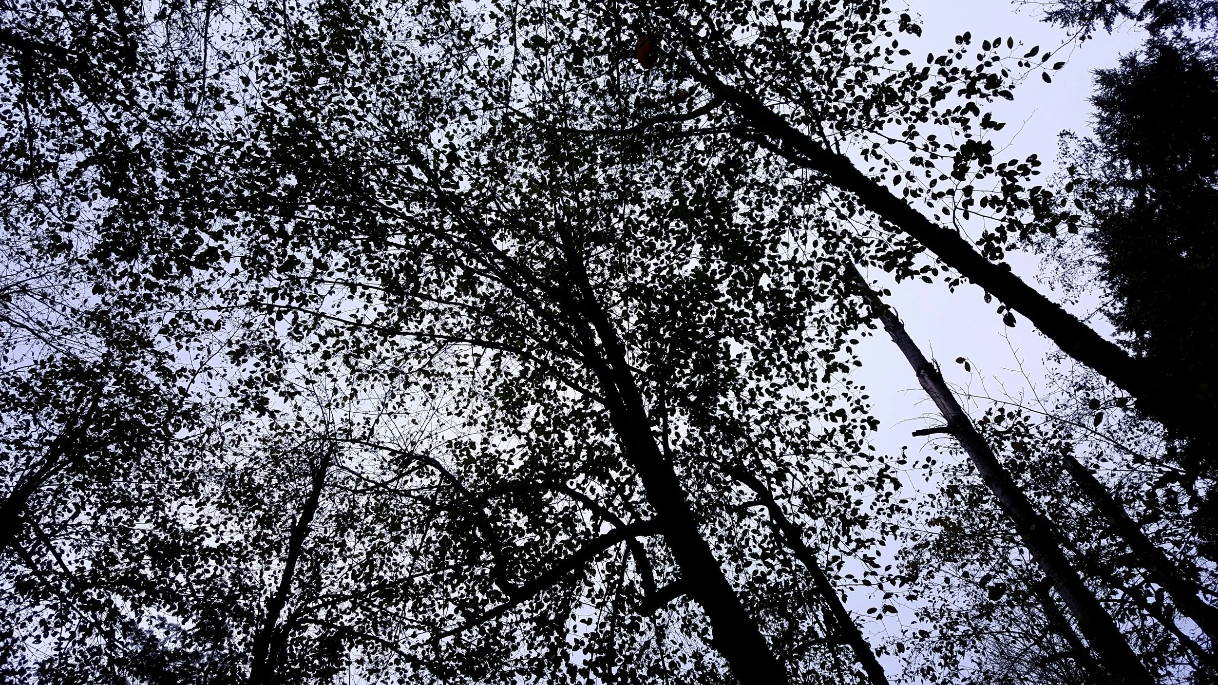 Leaves on the trees