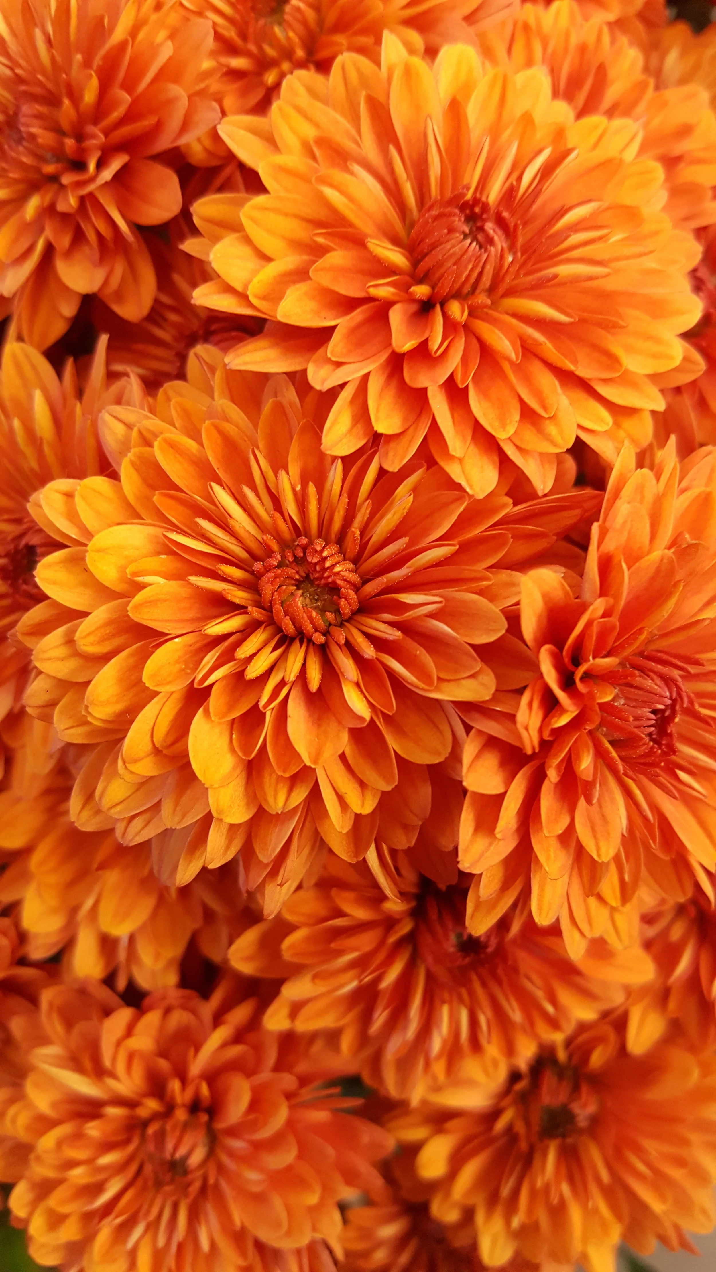 Orange mums