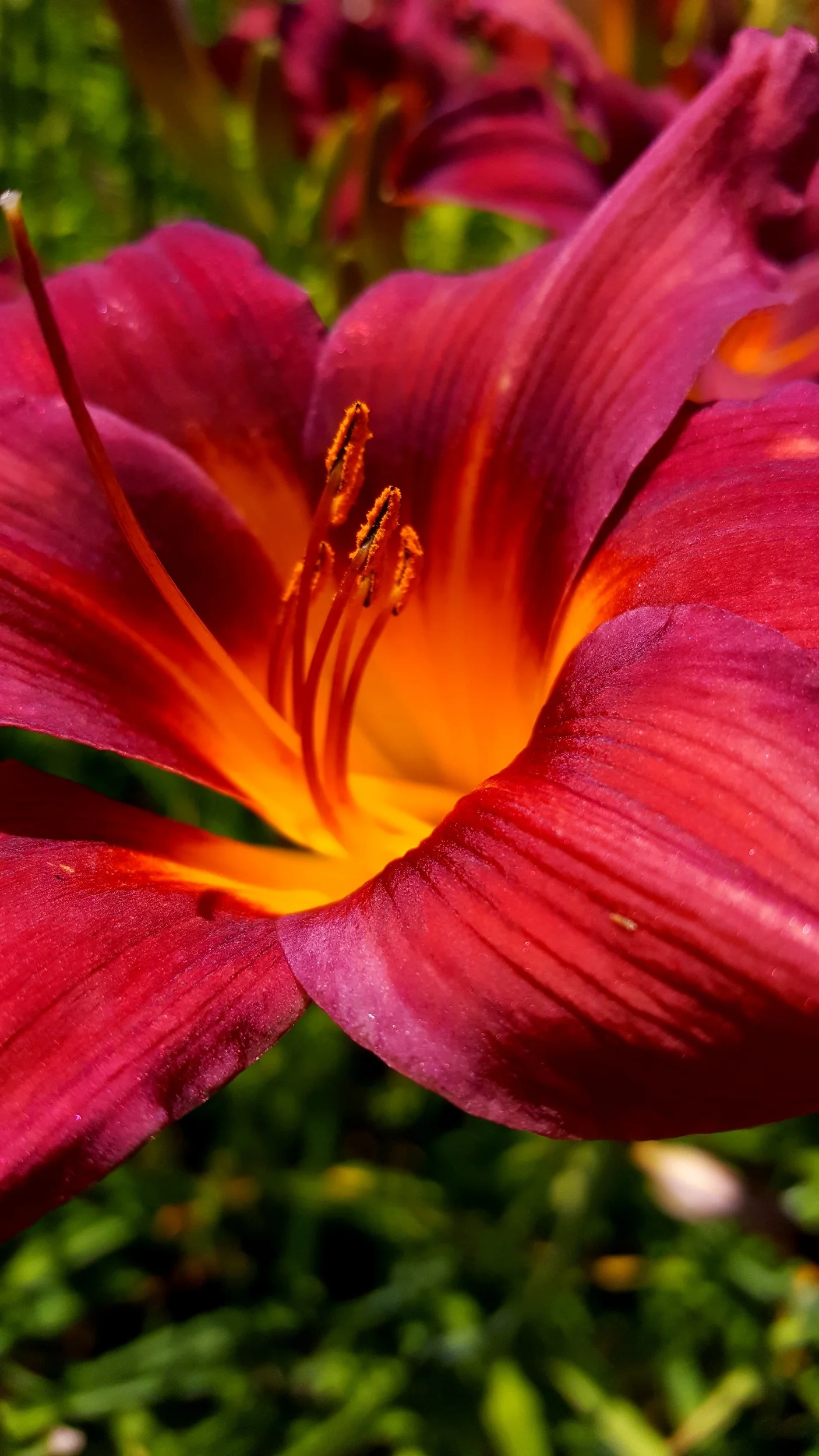 Purple Lily in Sunlight