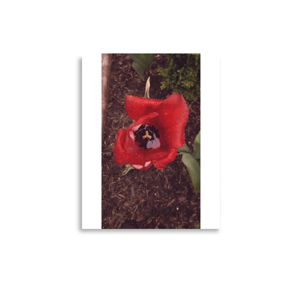 premium-luster-photo-paper-poster-(in)-11x14-front-69e446ce738bb.jpg