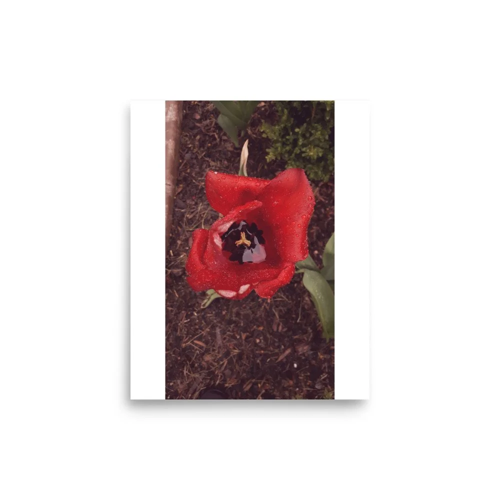 premium-luster-photo-paper-poster-(in)-8x10-front-69e446ce6a2a9.jpg
