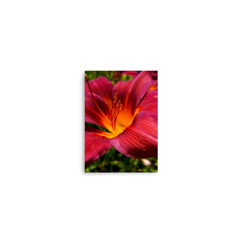 premium-luster-photo-paper-poster-(in)-5x7-front-69eb9df0d8f0a.jpg