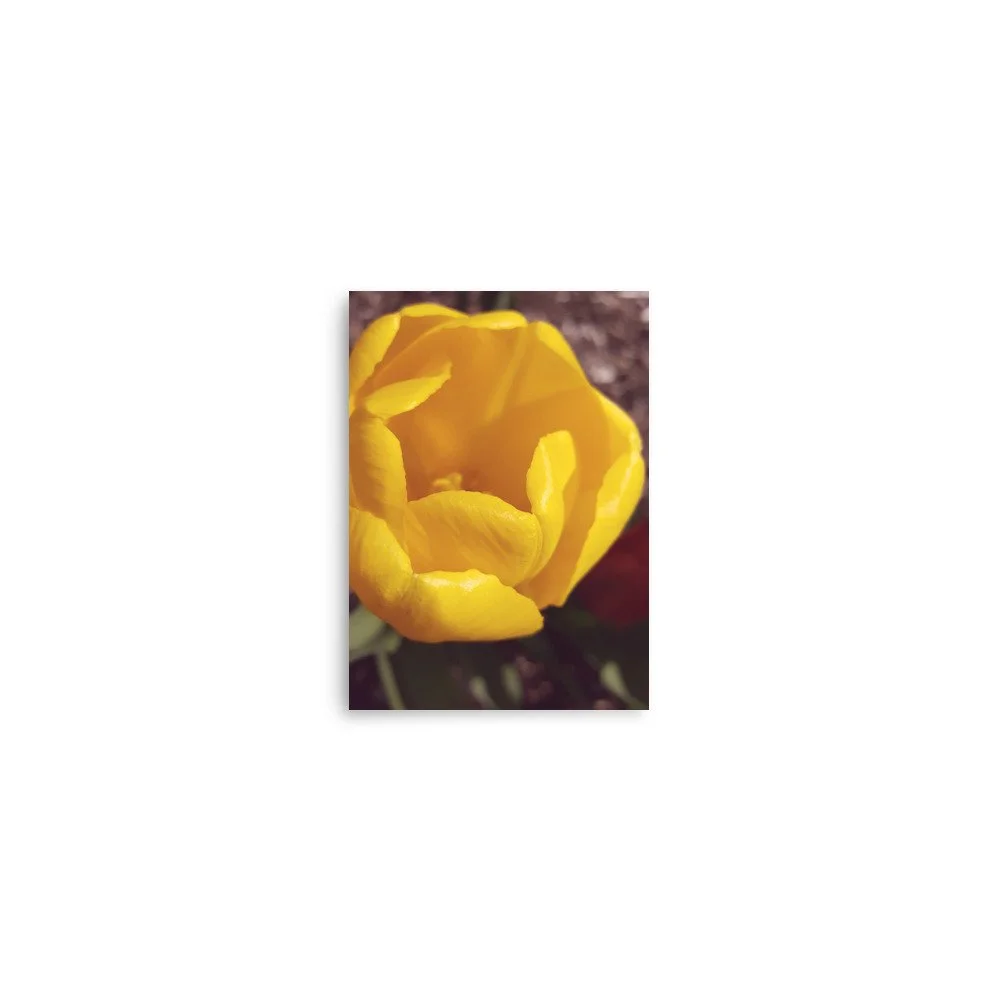 premium-luster-photo-paper-poster-(in)-5x7-front-69eb9f1ec726a.jpg