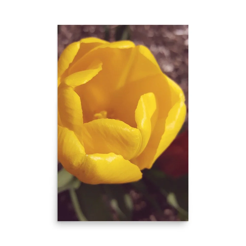 premium-luster-photo-paper-poster-(in)-24x36-front-69eb9f1ec5c47.jpg