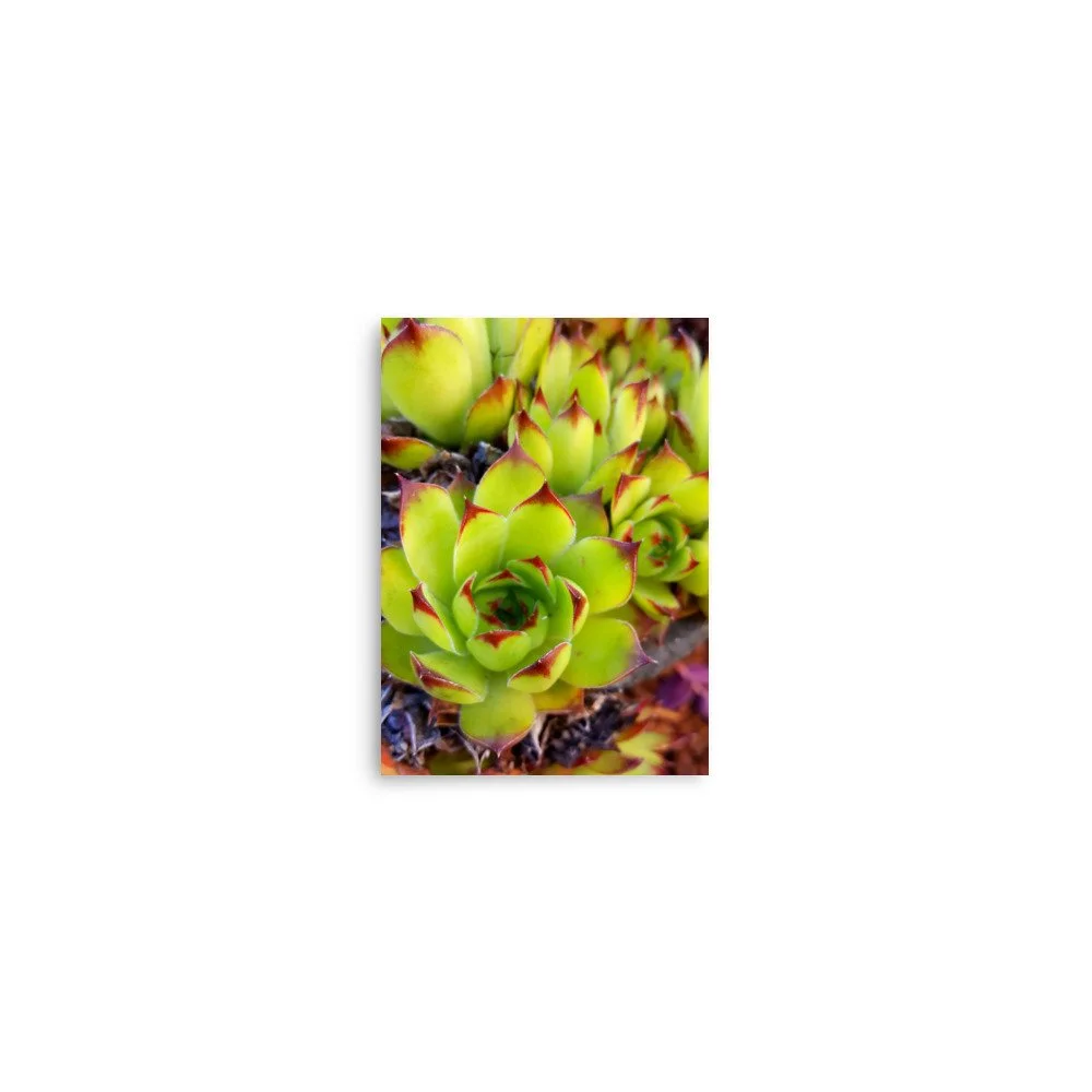premium-luster-photo-paper-poster-(in)-5x7-front-69eba7d8e1813.jpg