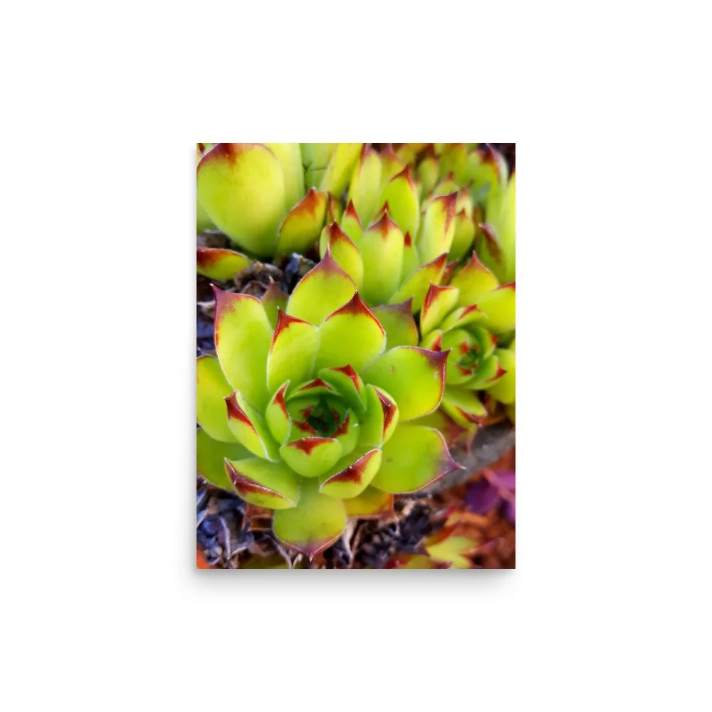 premium-luster-photo-paper-poster-(in)-12x16-front-69eba7d8df029.jpg