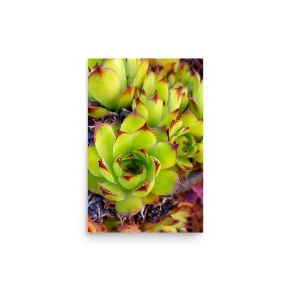 premium-luster-photo-paper-poster-(in)-12x18-front-69eba7d8df476.jpg