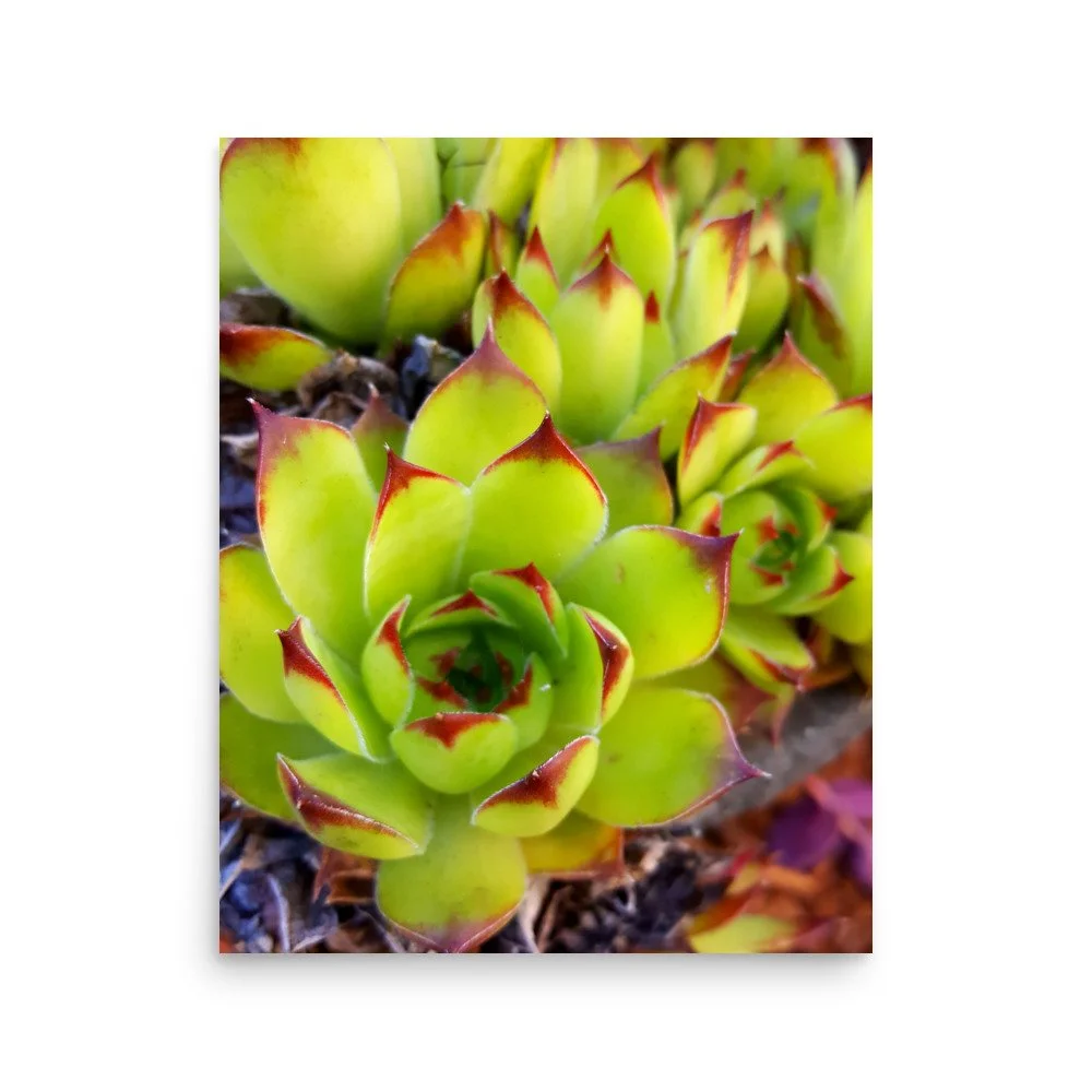 premium-luster-photo-paper-poster-(in)-16x20-front-69eba7d8e01db.jpg