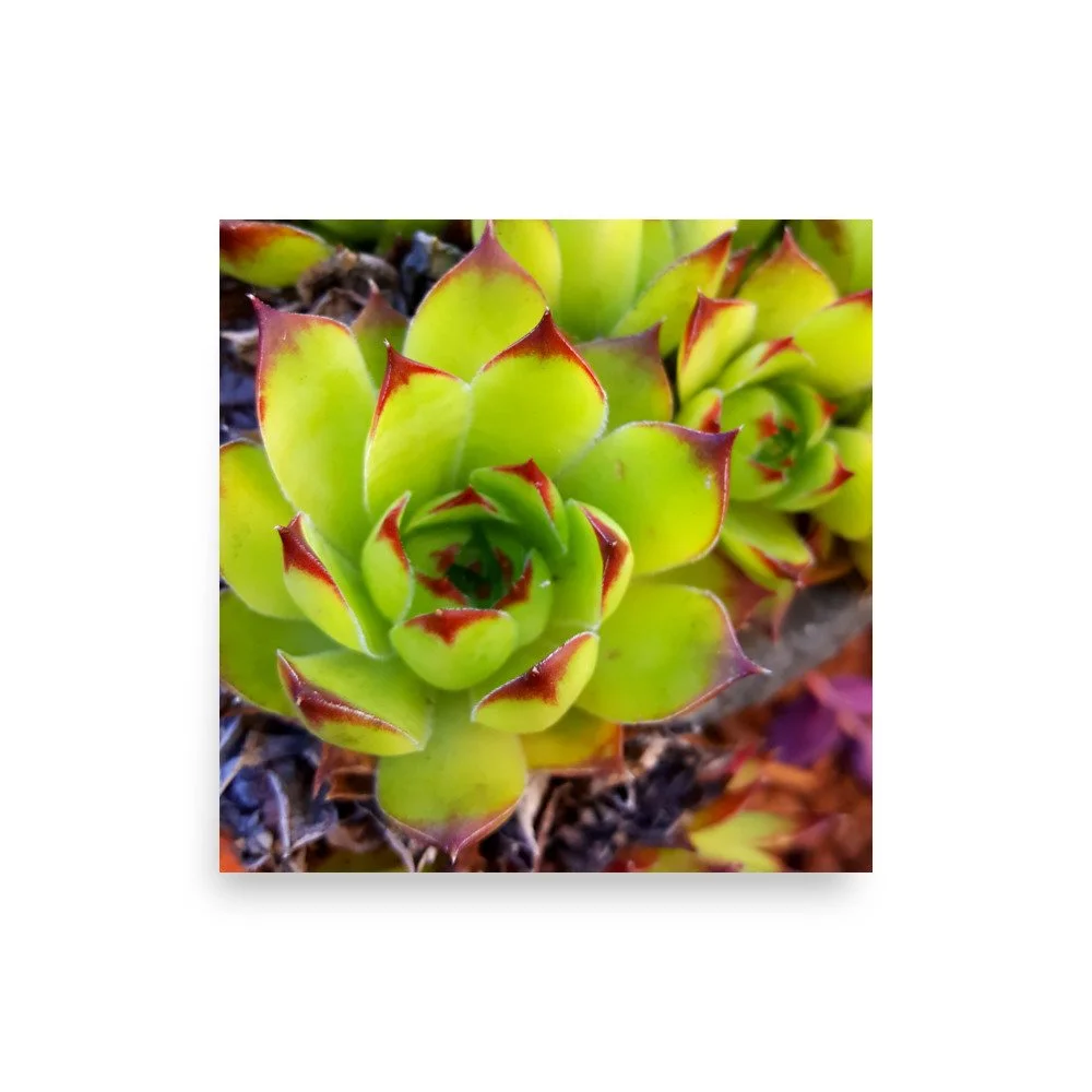 premium-luster-photo-paper-poster-(in)-18x18-front-69eba7d8e0632.jpg