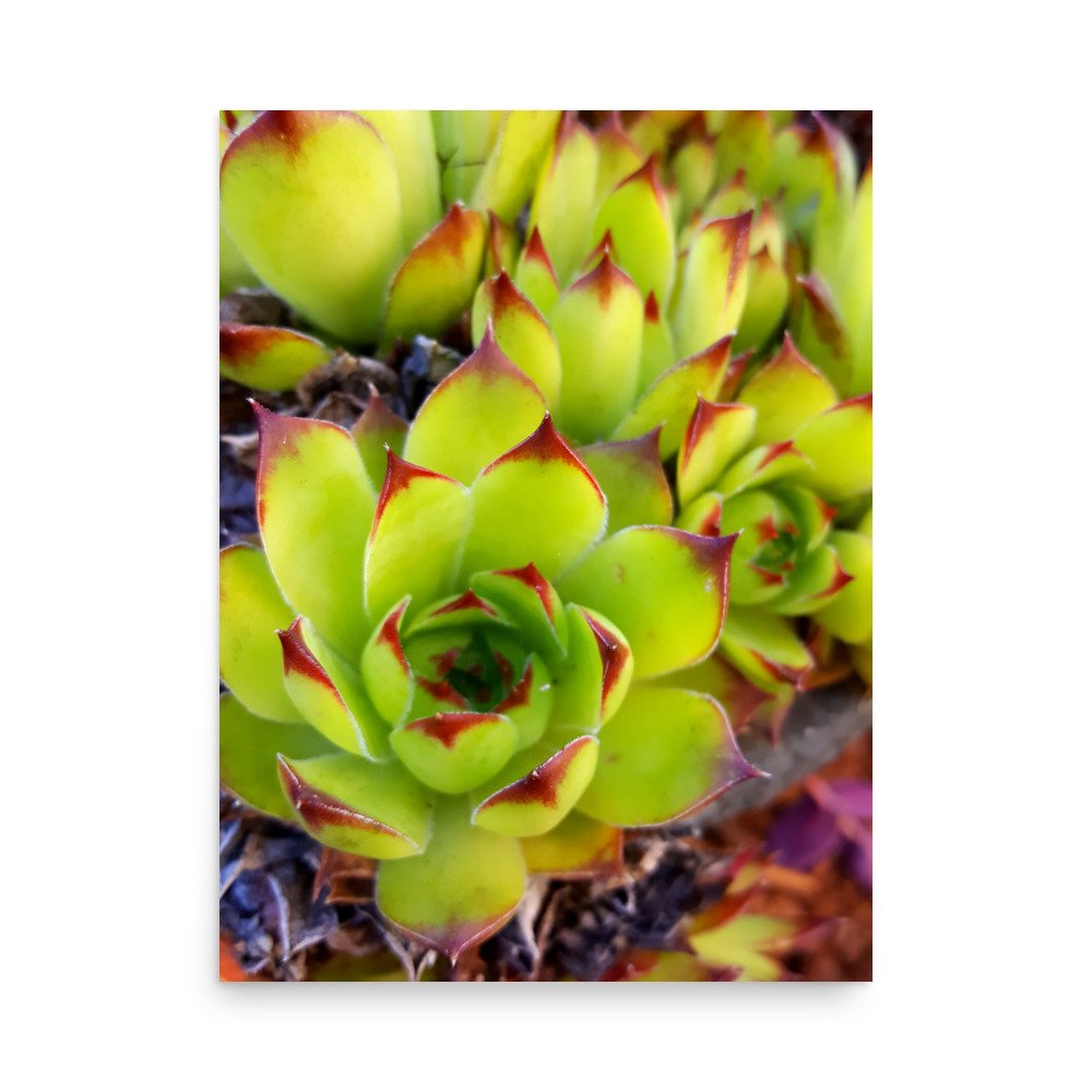 premium-luster-photo-paper-poster-(in)-18x24-front-69eba7d8e0a7d.jpg