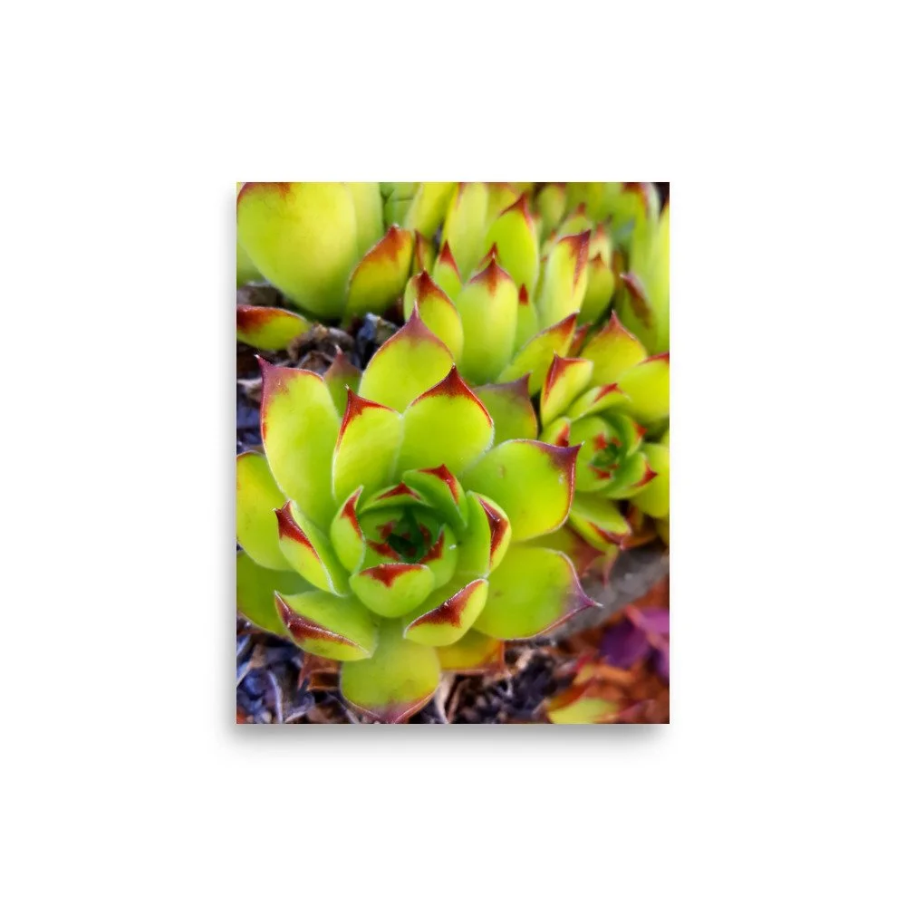 premium-luster-photo-paper-poster-(in)-8x10-front-69eba7d8ddc21.jpg