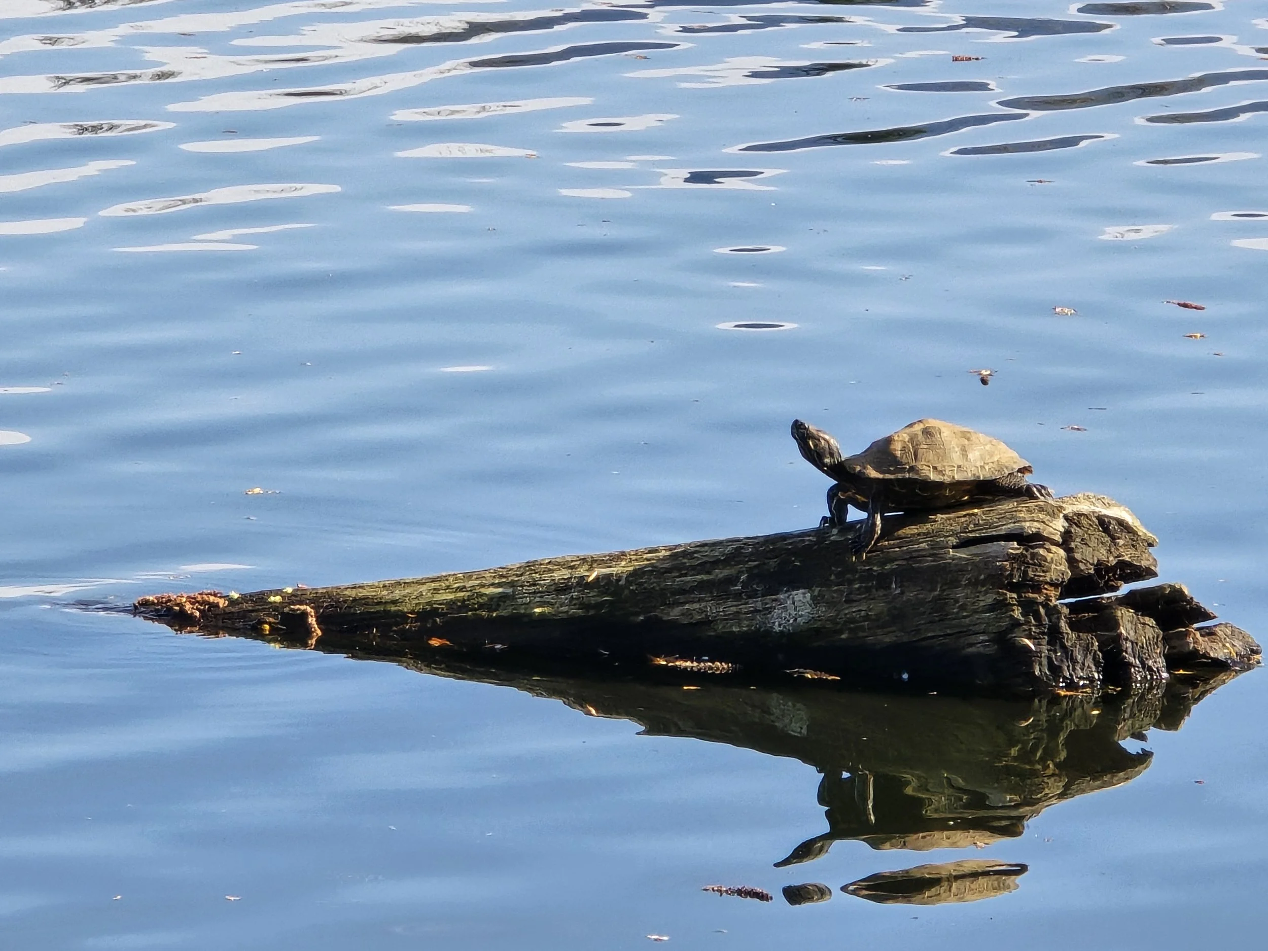 Turtle floating on a log on the lake