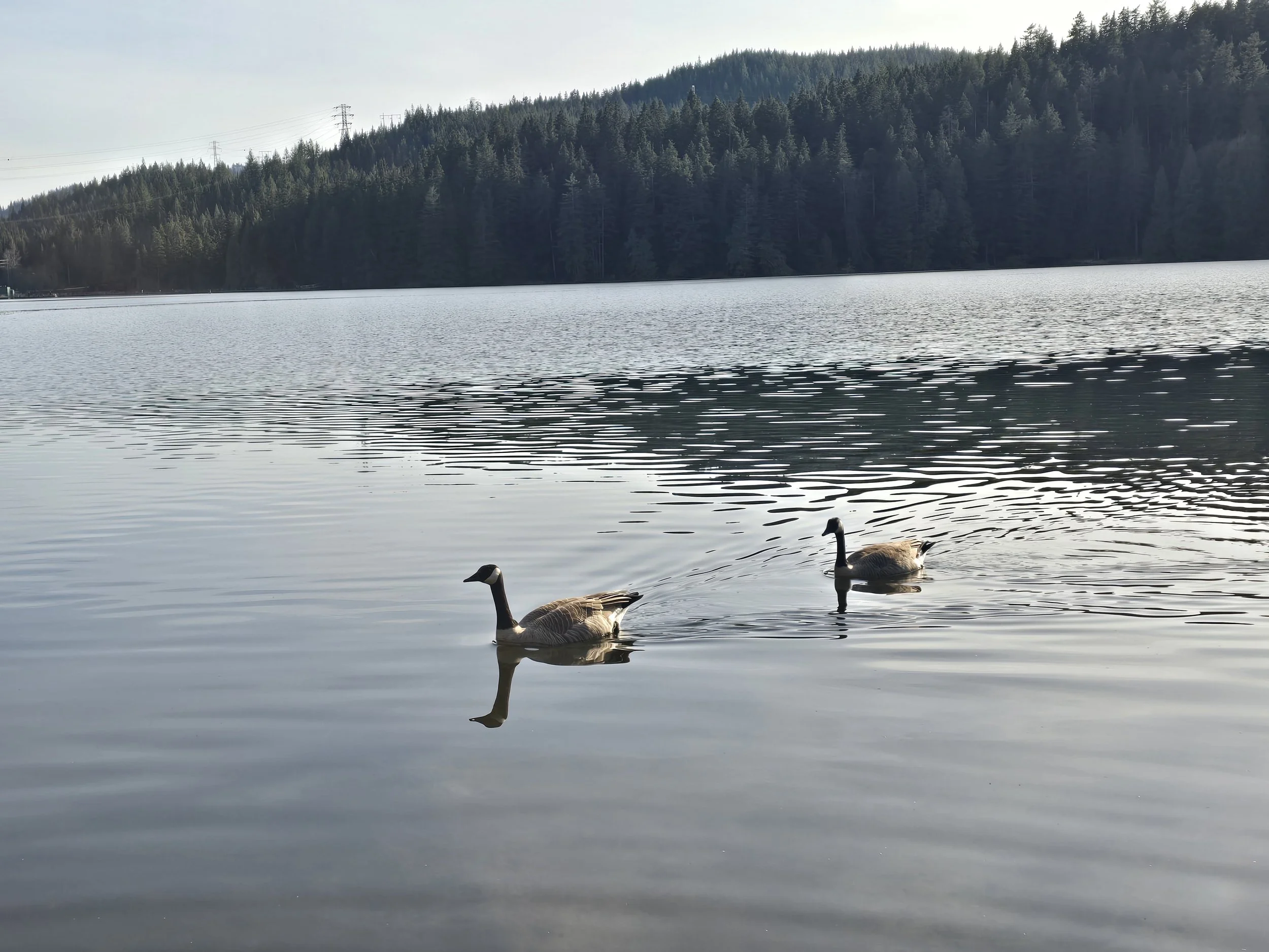 Canada Geese on Sasamat Lake