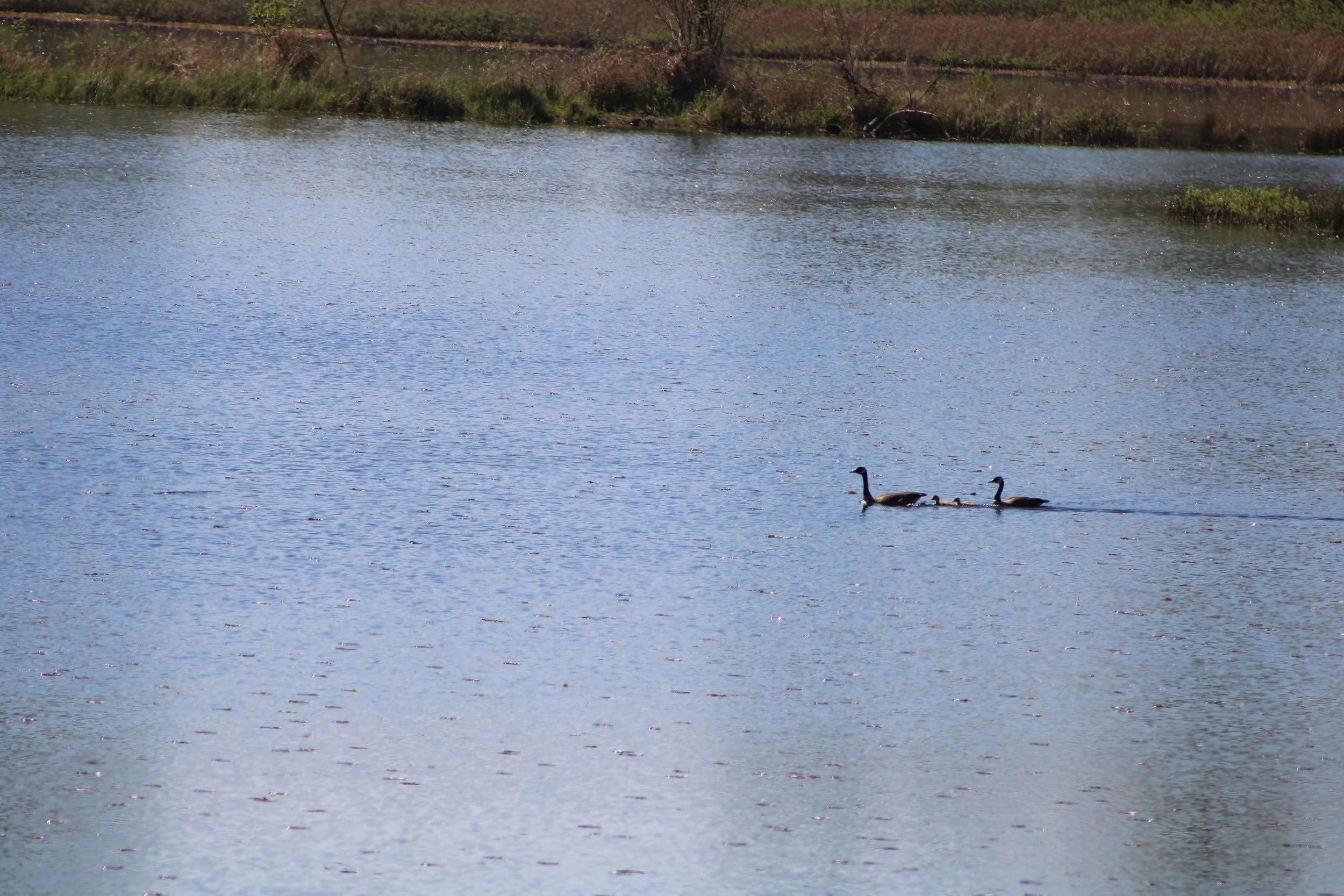Canada geese with goslings