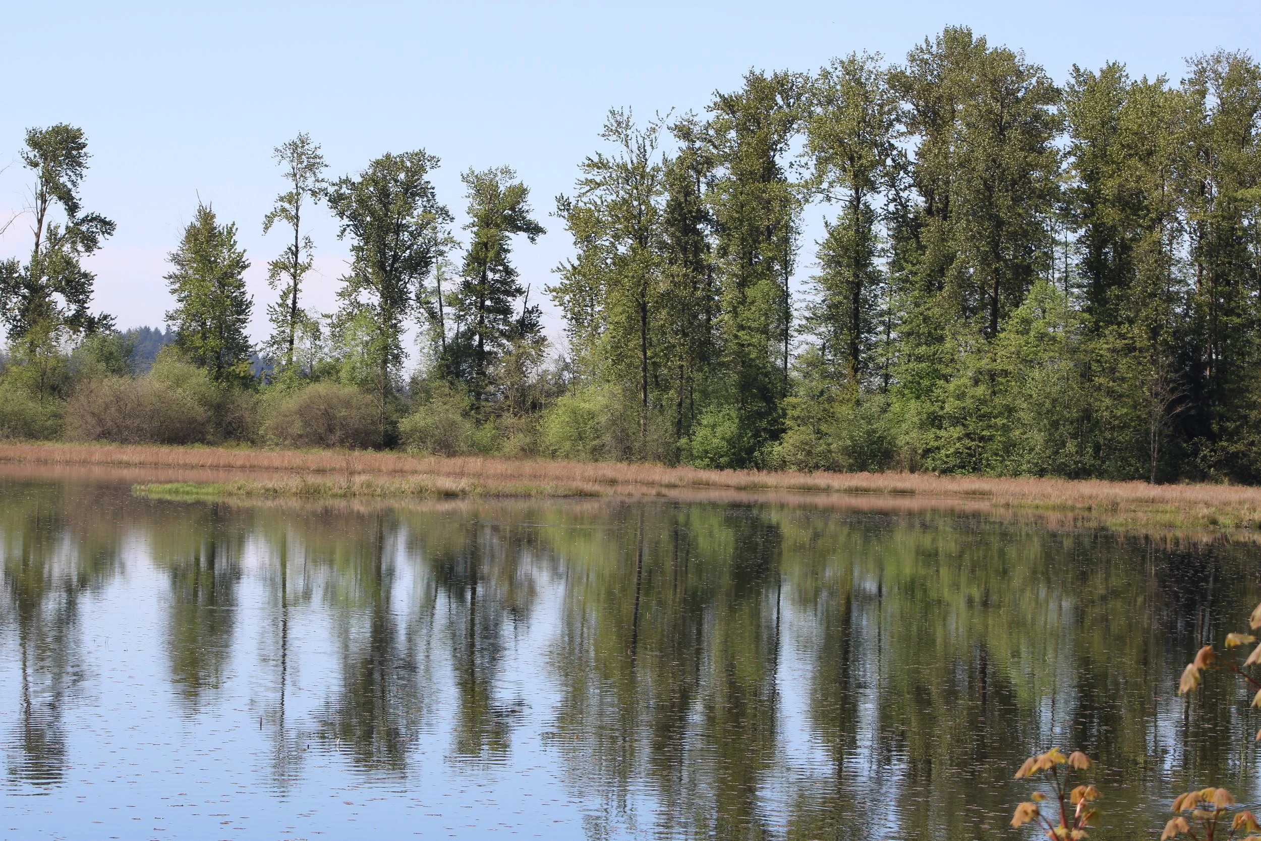Tree reflection in Pitt-Addington Marsh