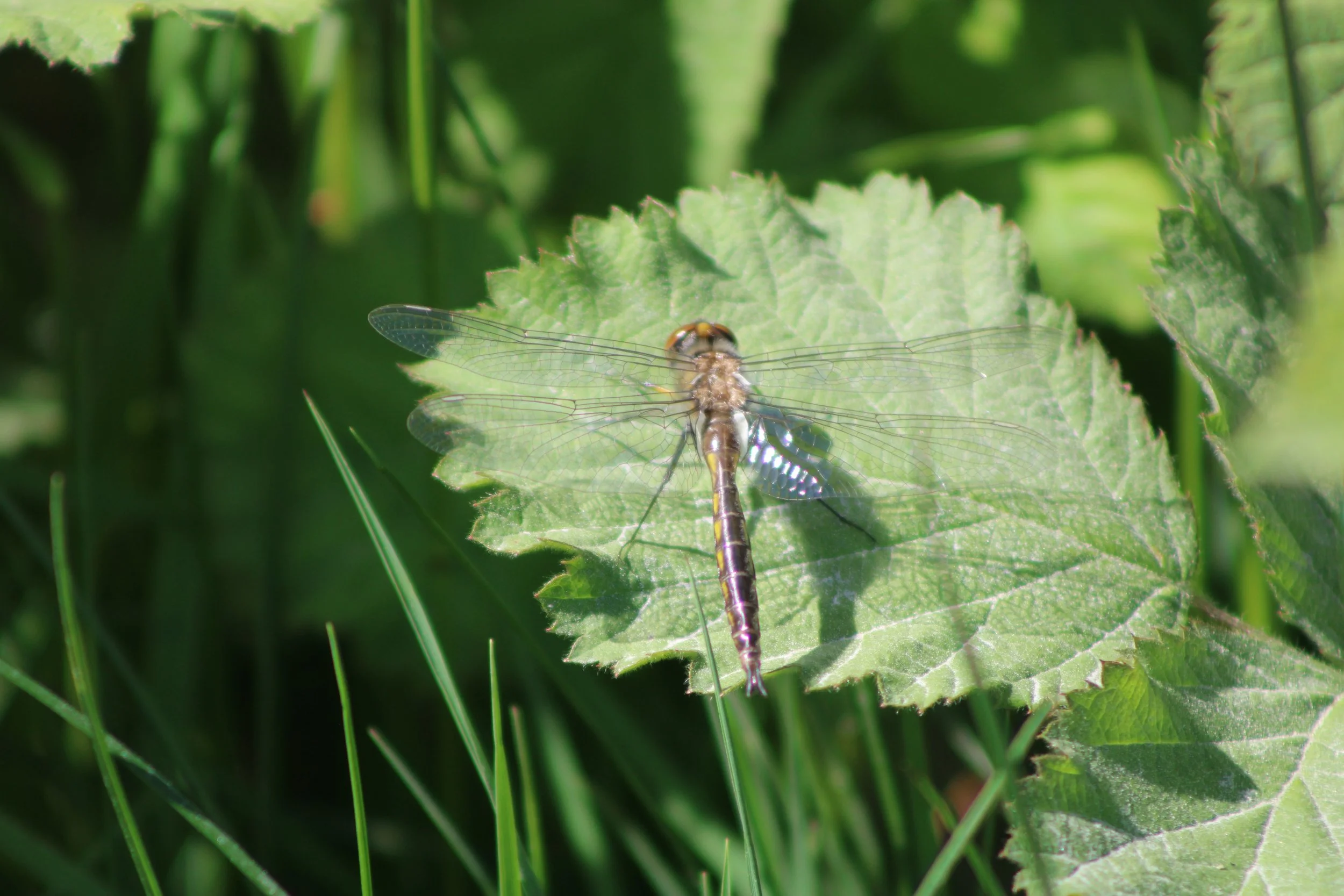 Dragonfly on a blackberry bush leaf
