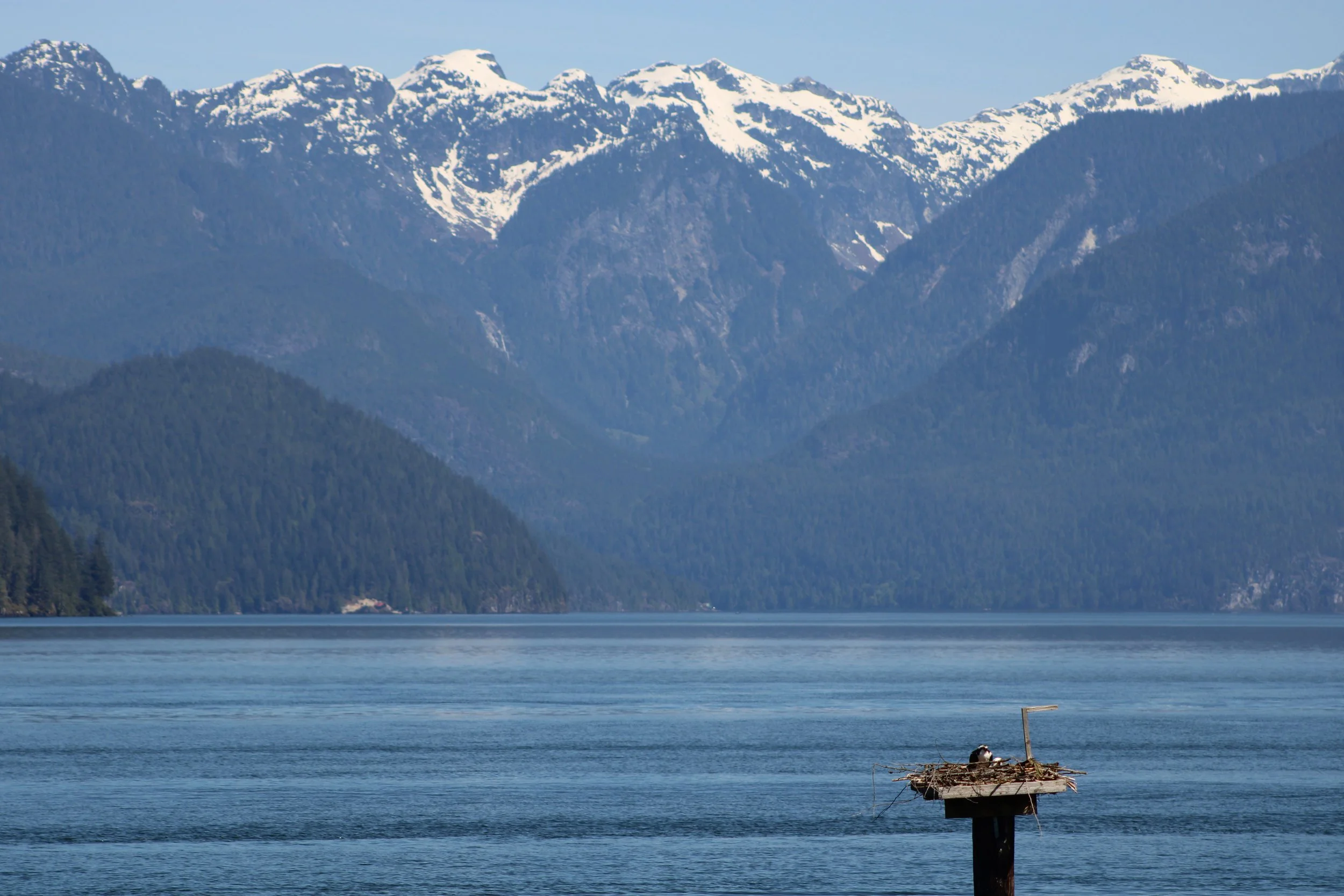 Osprey nest with mountain backdrop