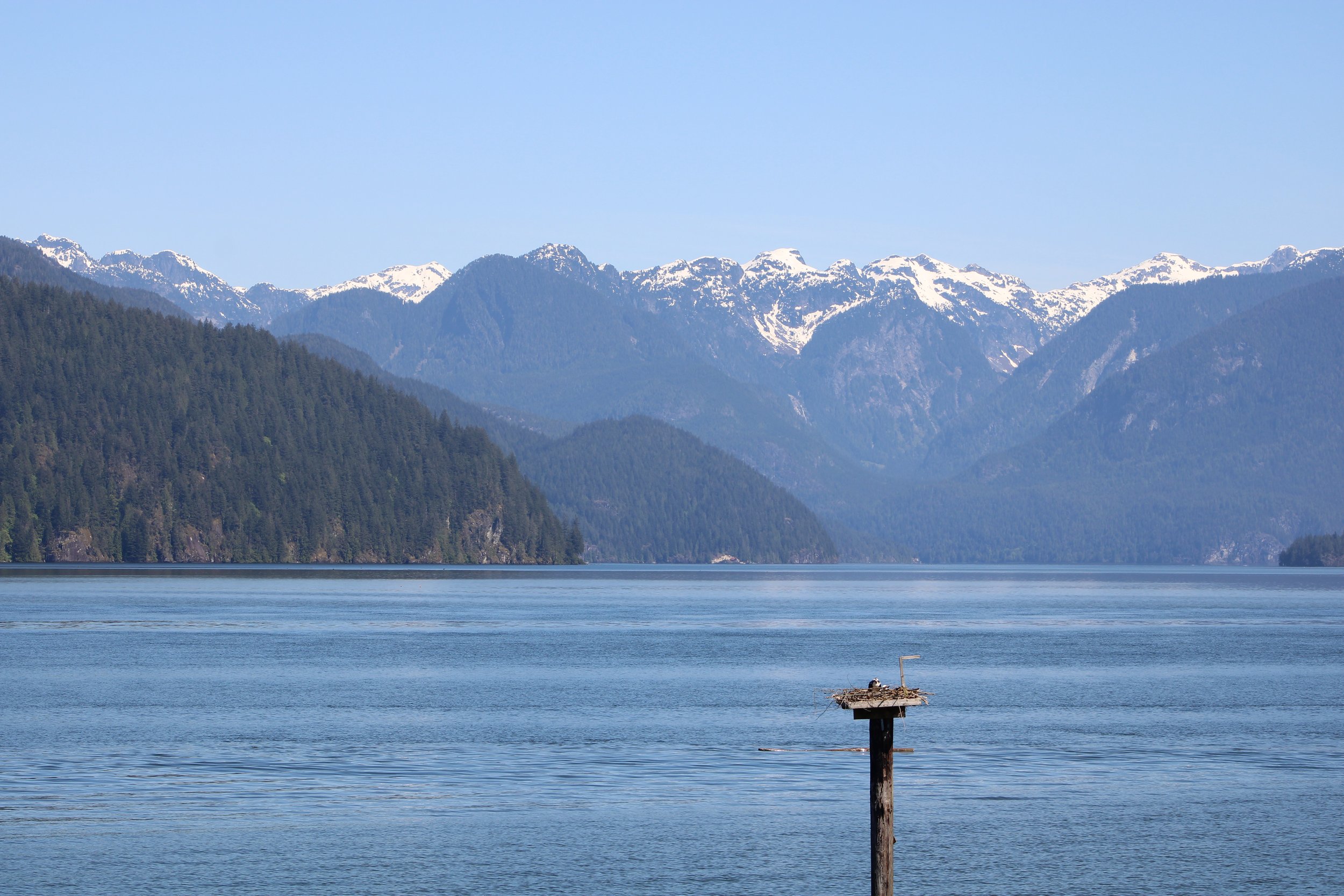 Osprey nest with Pinecone Mountains backdrop