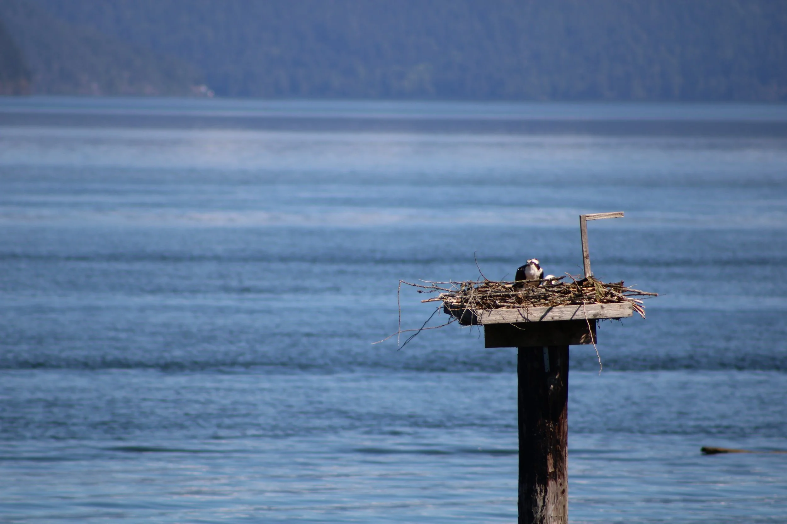 Osprey nest