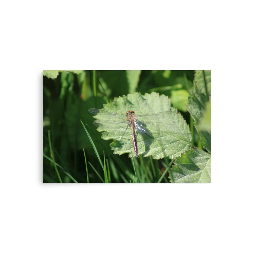 premium-luster-photo-paper-poster-(in)-20x30-front-69fa7597cf60a.jpg