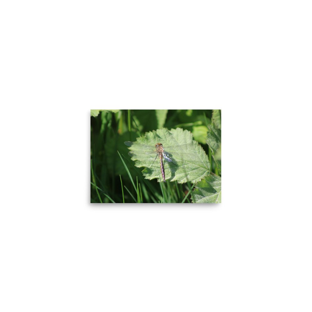 premium-luster-photo-paper-poster-(in)-5x7-front-69fa7597ce9bd.jpg