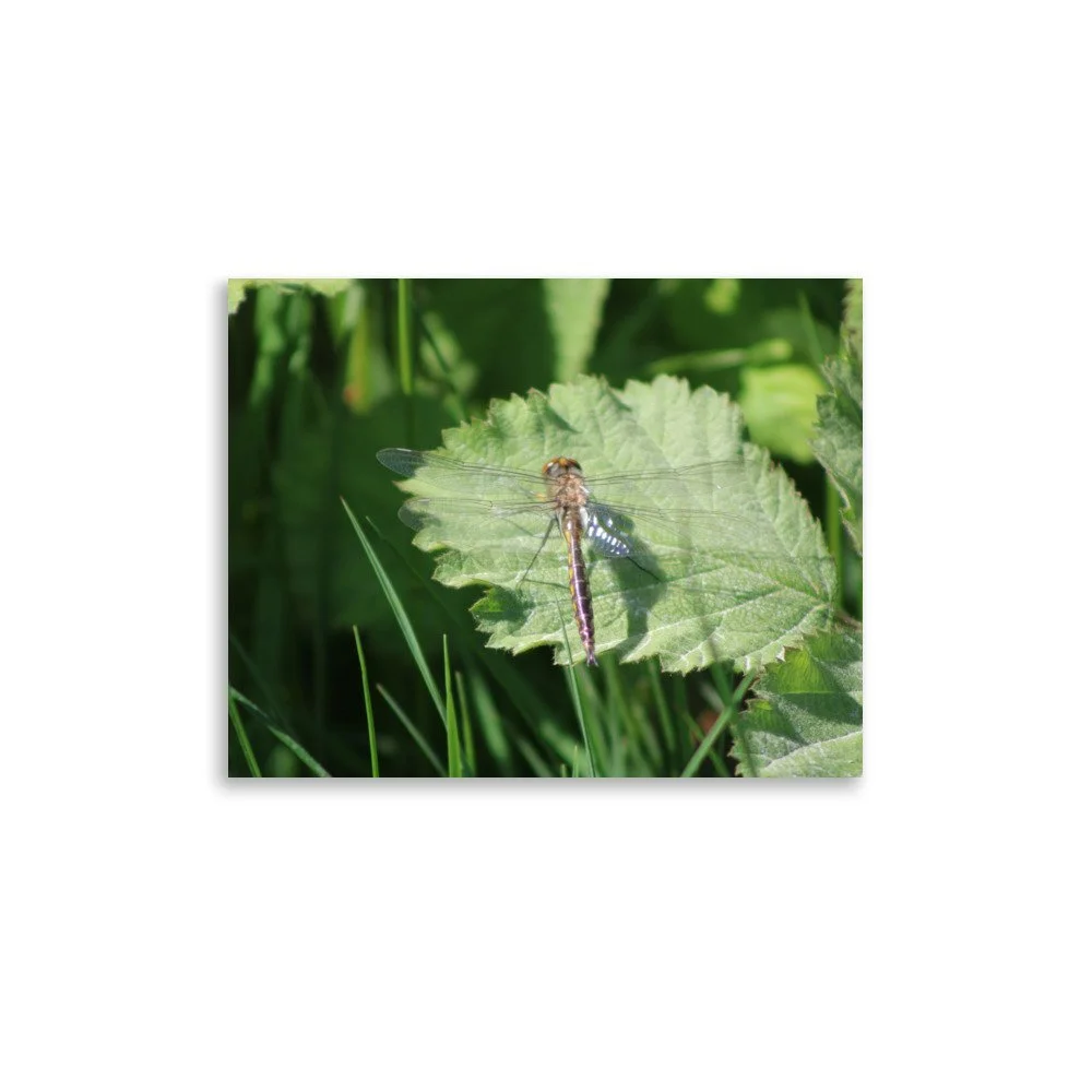 premium-luster-photo-paper-poster-(in)-11x14-front-69fa7597cdd43.jpg