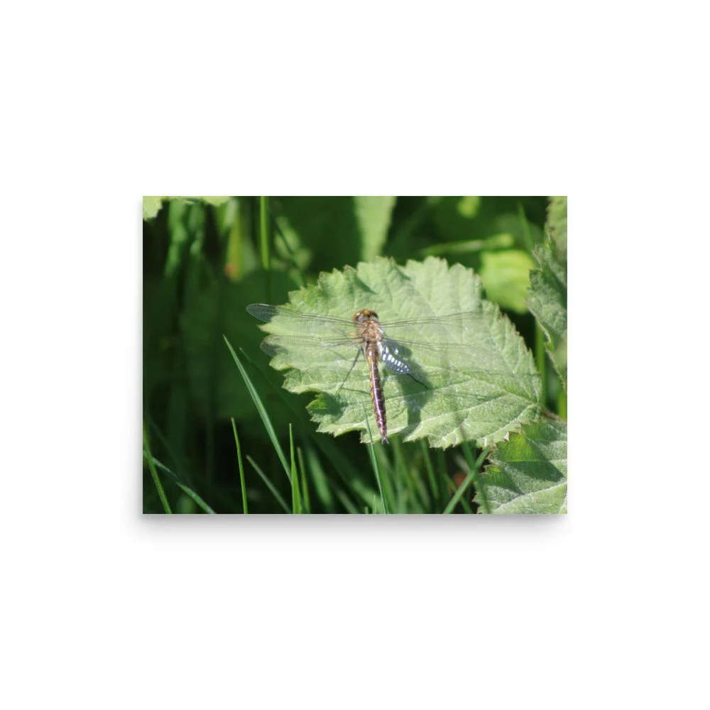 premium-luster-photo-paper-poster-(in)-12x16-front-69fa7597c7943.jpg
