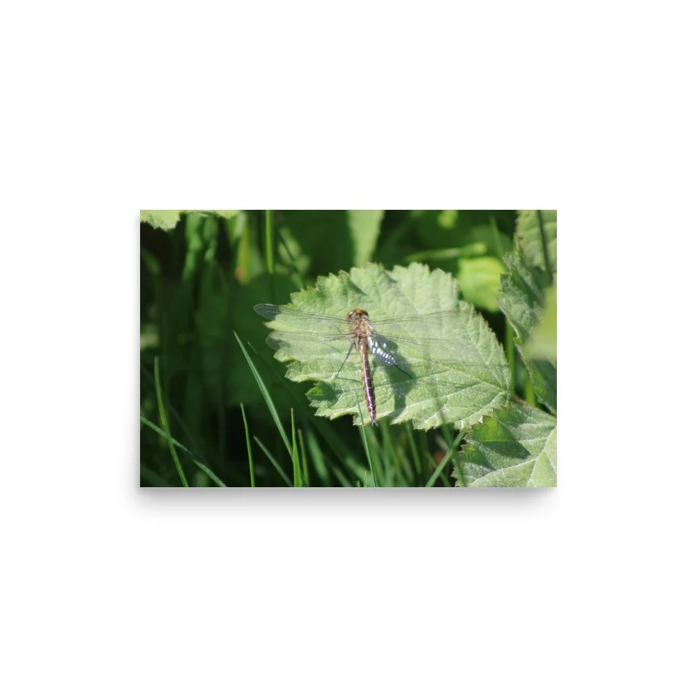 premium-luster-photo-paper-poster-(in)-12x18-front-69fa7597c8599.jpg