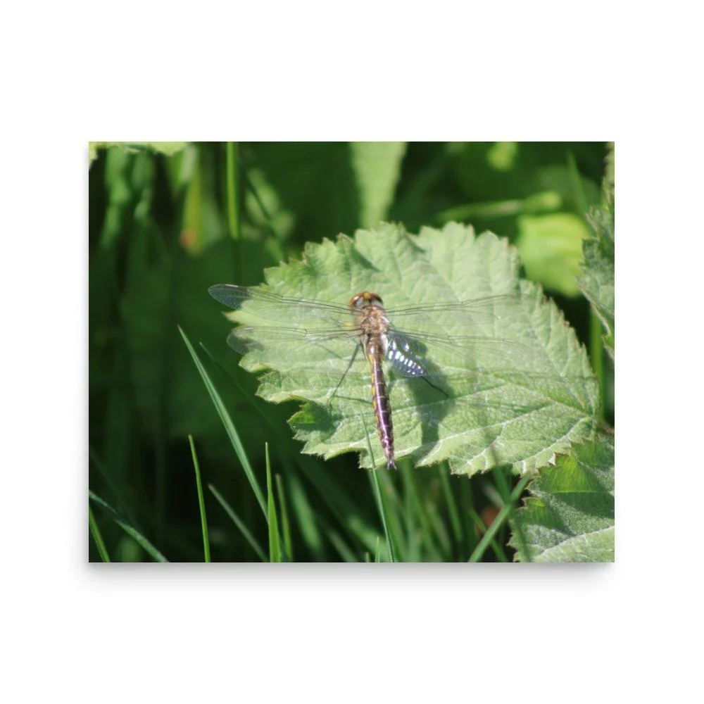 premium-luster-photo-paper-poster-(in)-16x20-front-69fa7597cab40.jpg