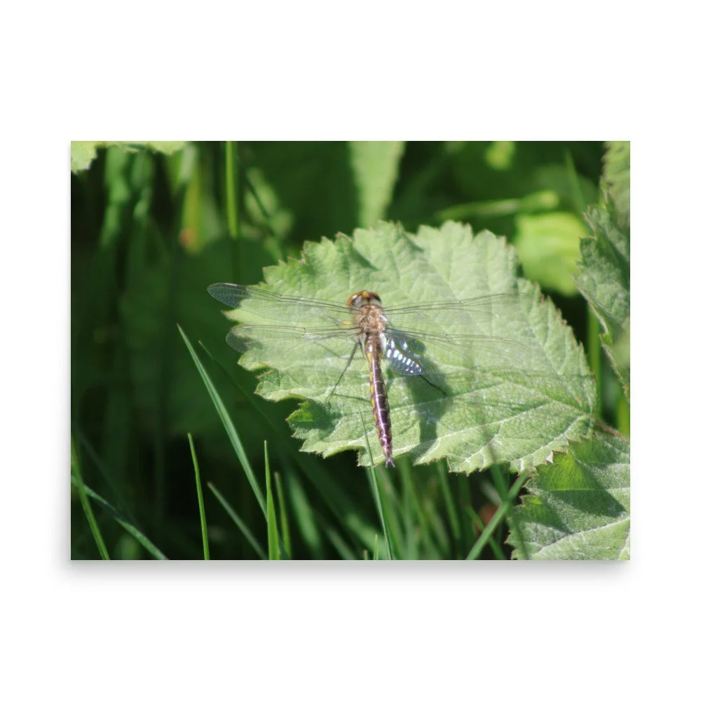 premium-luster-photo-paper-poster-(in)-18x24-front-69fa7597cc405.jpg