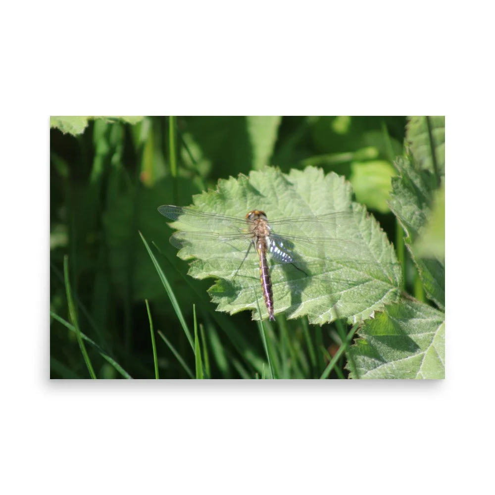 premium-luster-photo-paper-poster-(in)-24x36-front-69fa7597cd0e0.jpg