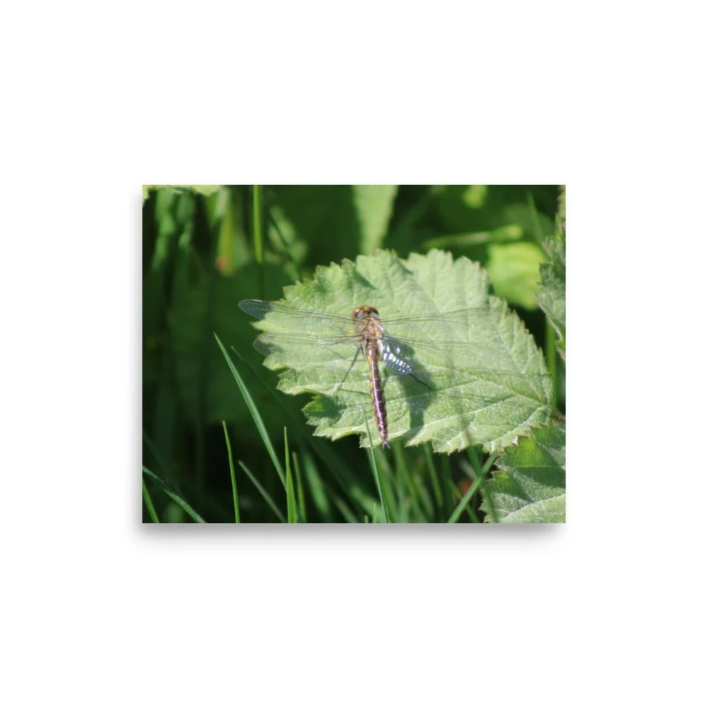 premium-luster-photo-paper-poster-(in)-8x10-front-69fa7597c3d54.jpg