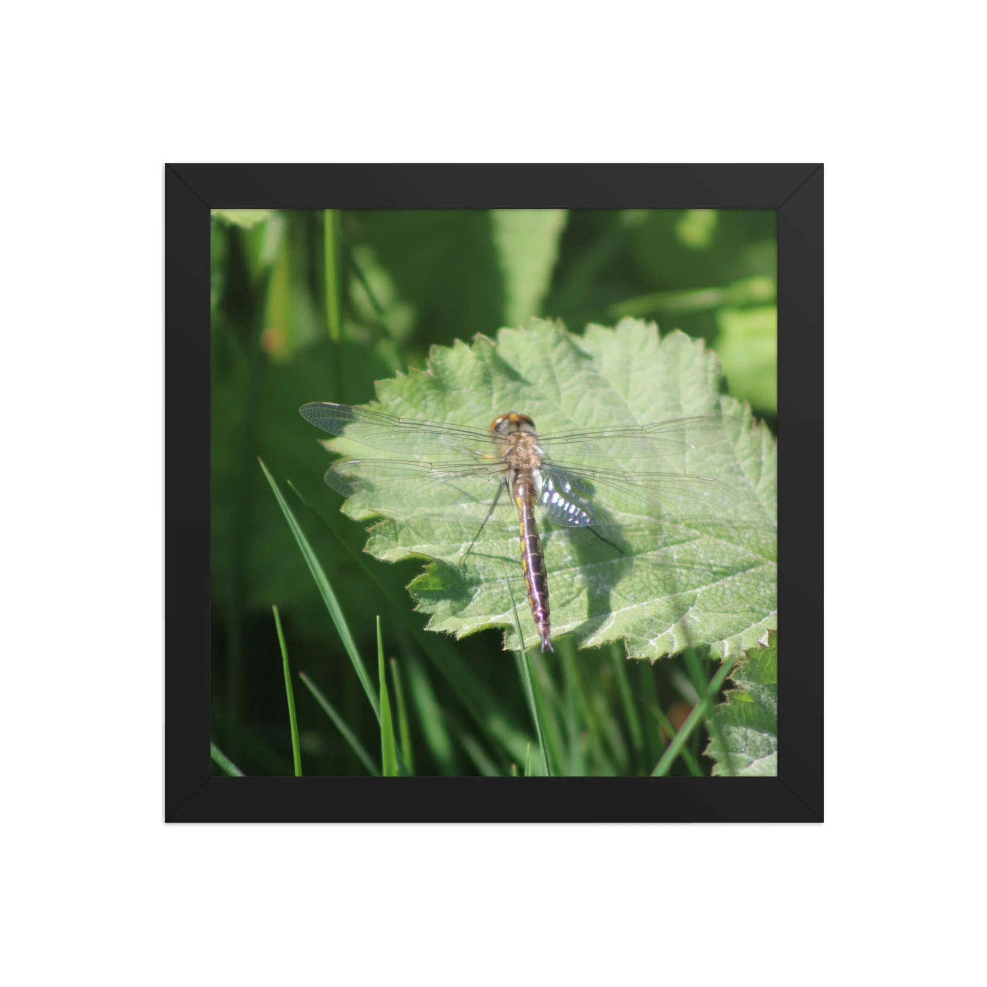 premium-luster-photo-paper-framed-poster-(in)-black-10x10-front-69fa761f50b9f.jpg