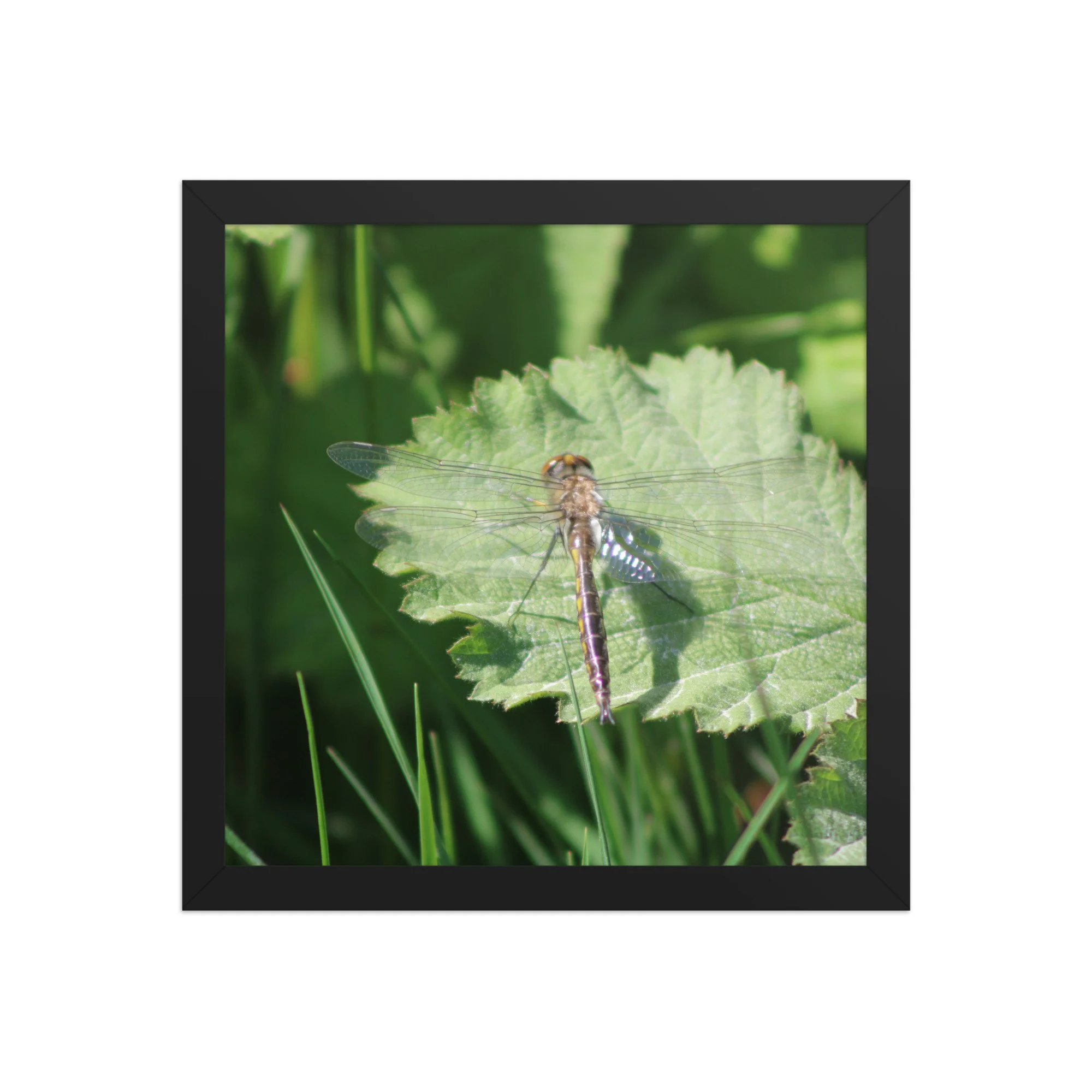 premium-luster-photo-paper-framed-poster-(in)-black-12x12-front-69fa761f51726.jpg
