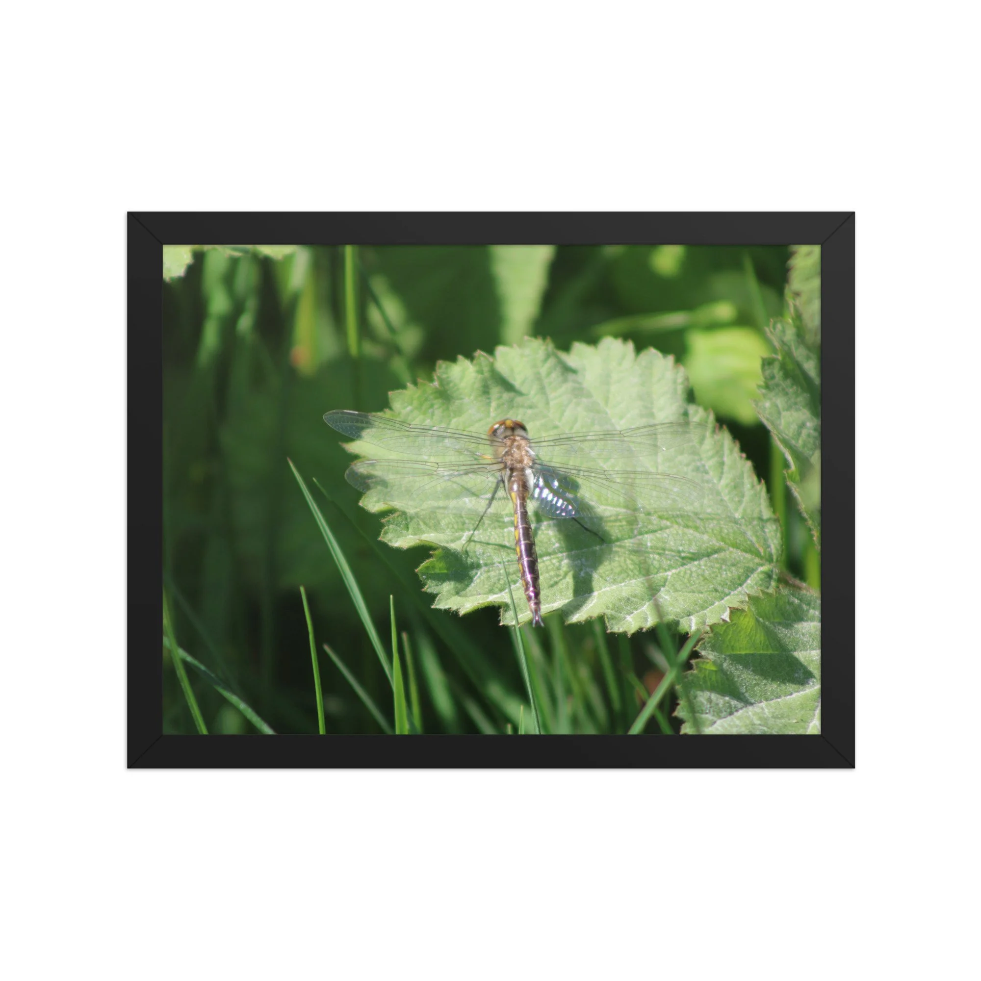 premium-luster-photo-paper-framed-poster-(in)-black-12x16-front-69fa761f53110.jpg