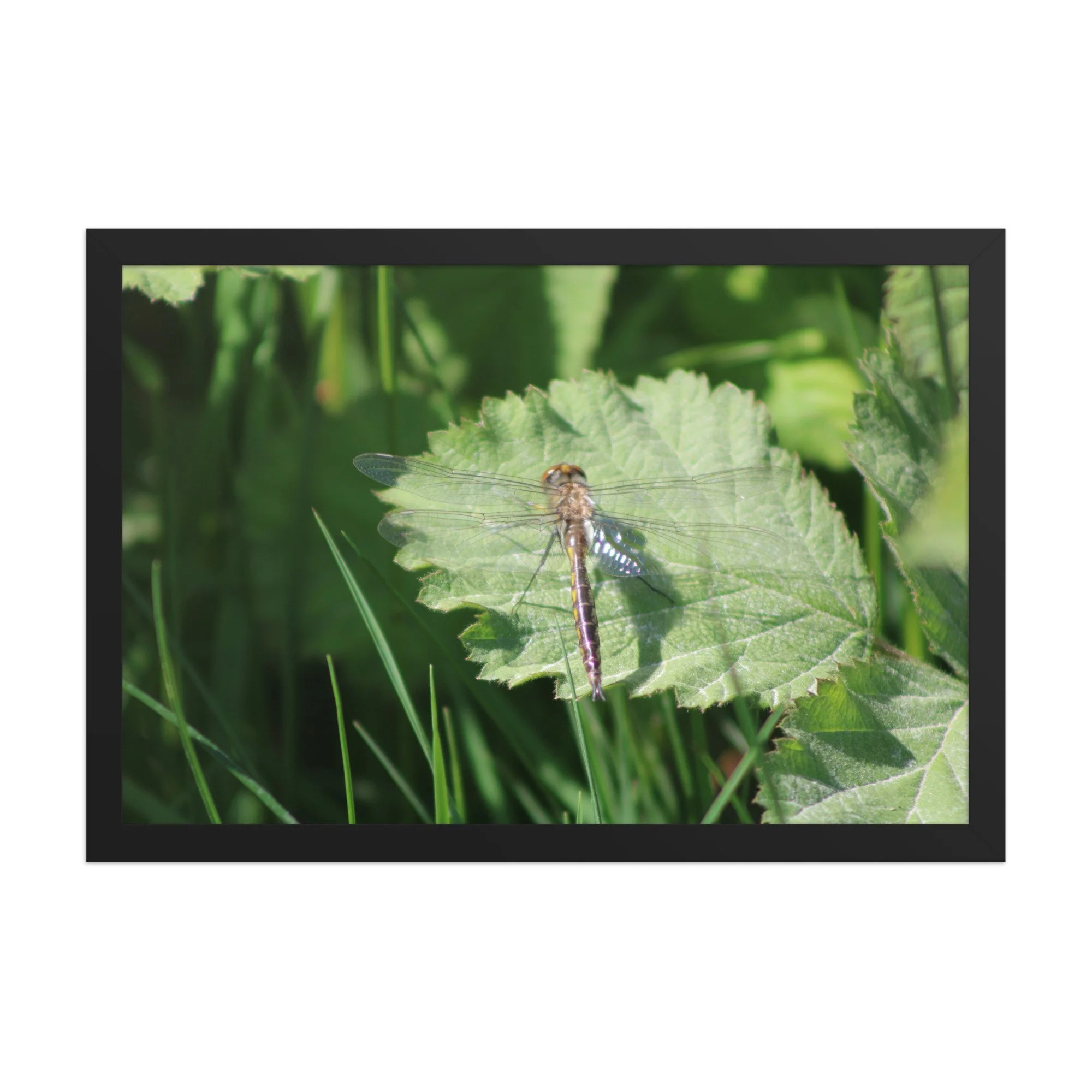 premium-luster-photo-paper-framed-poster-(in)-black-12x18-front-69fa761f5361d.jpg