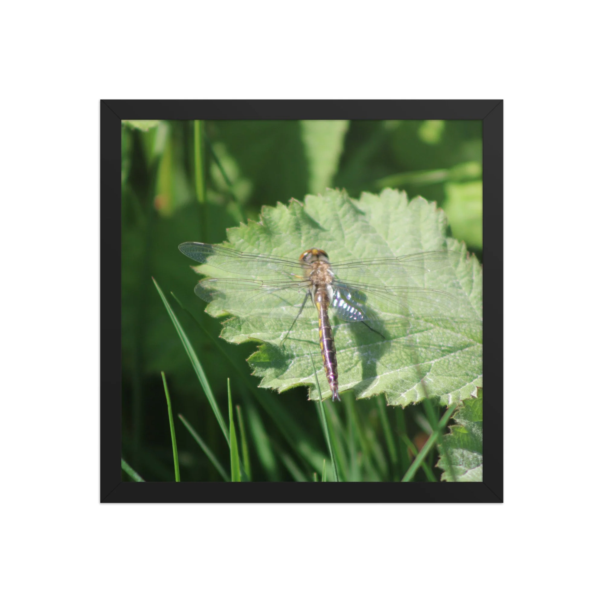 premium-luster-photo-paper-framed-poster-(in)-black-14x14-front-69fa761f51c30.jpg