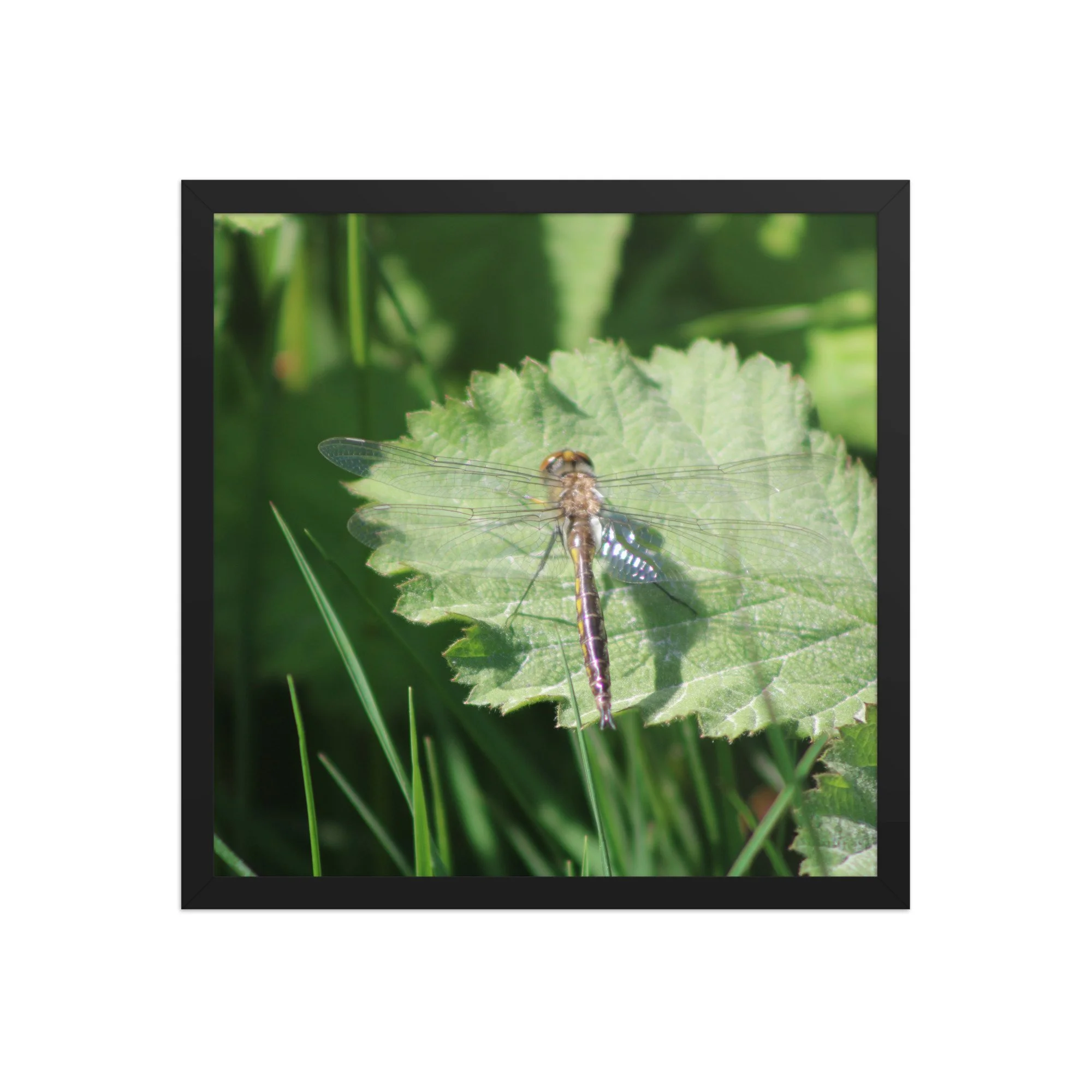premium-luster-photo-paper-framed-poster-(in)-black-16x16-front-69fa761f521e7.jpg