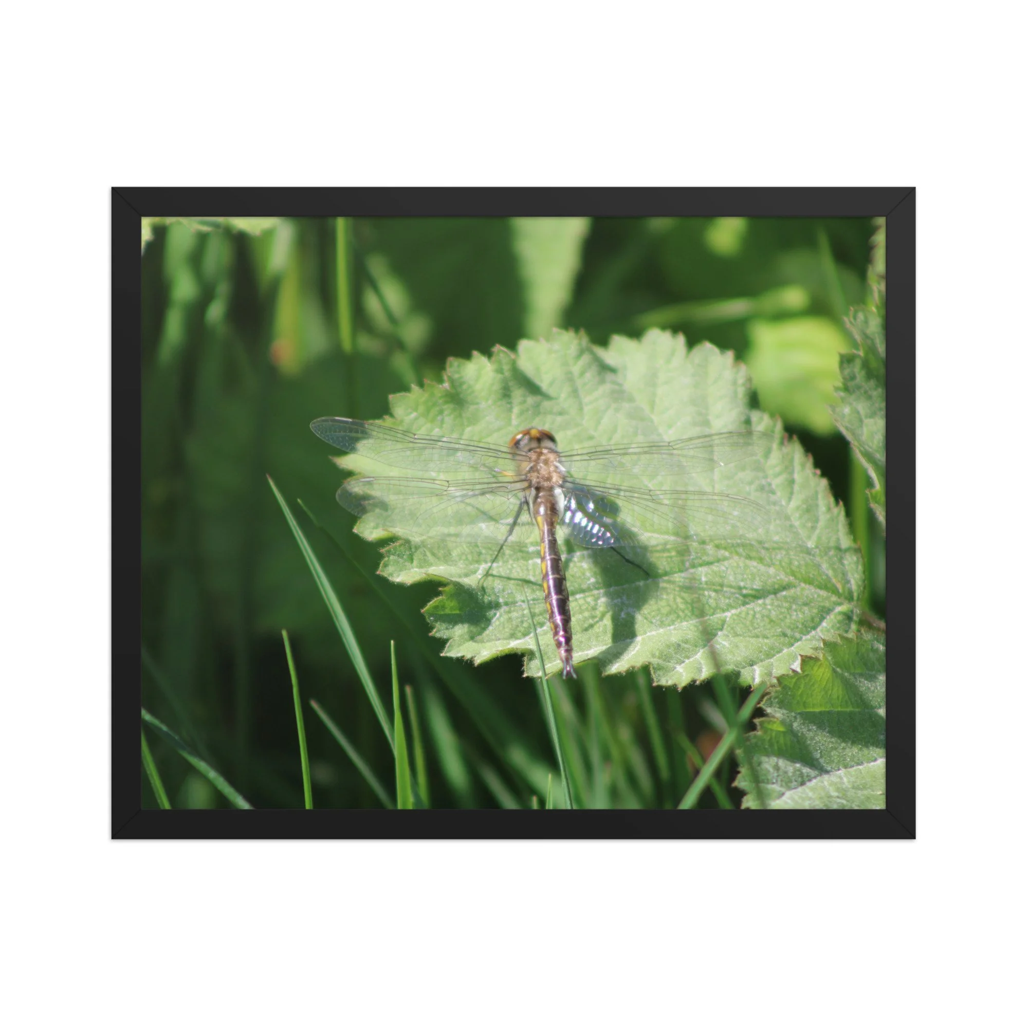 premium-luster-photo-paper-framed-poster-(in)-black-16x20-front-69fa761f53b60.jpg
