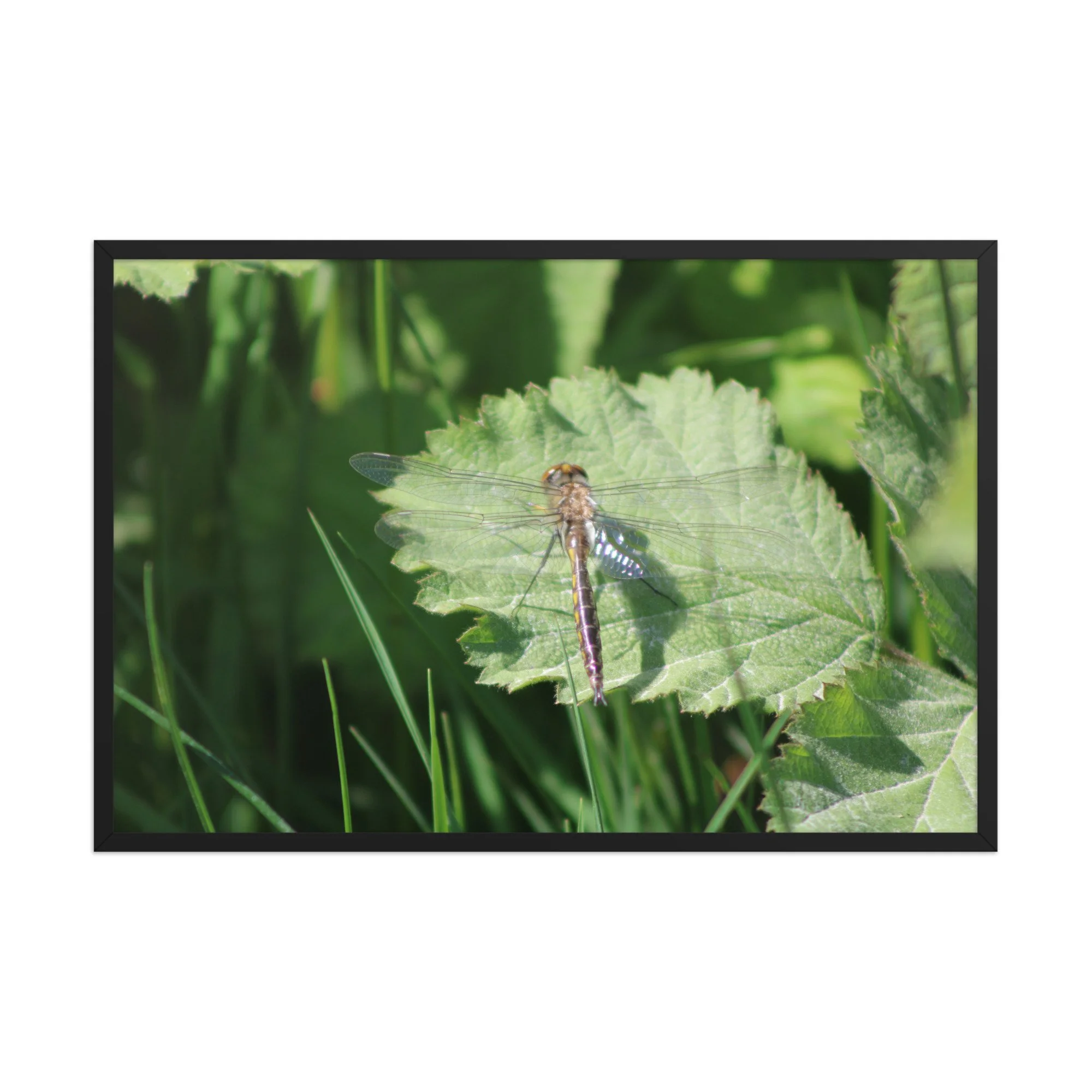 premium-luster-photo-paper-framed-poster-(in)-black-24x36-front-69fa761f548cb.jpg