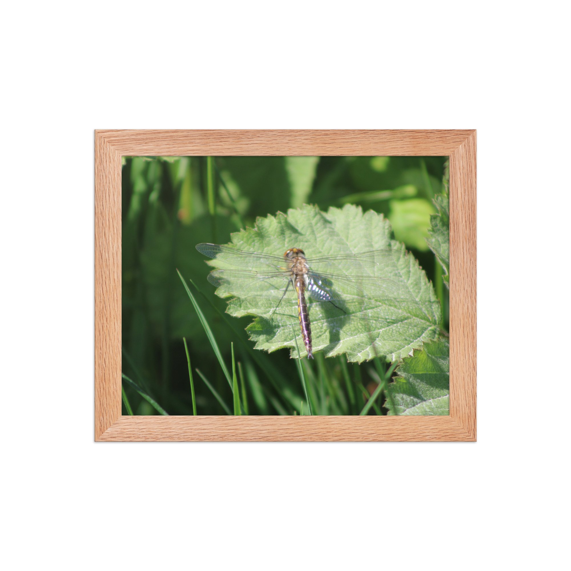premium-luster-photo-paper-framed-poster-(in)-red-oak-8x10-front-69fa761f52c74.jpg
