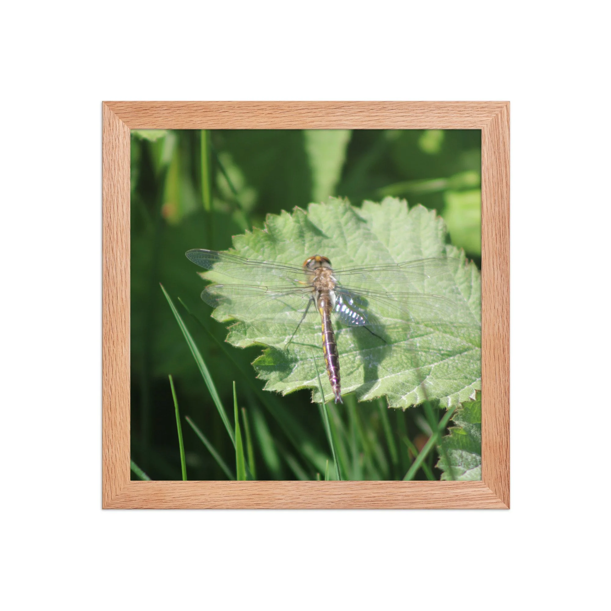premium-luster-photo-paper-framed-poster-(in)-red-oak-10x10-front-69fa761f5119b.jpg