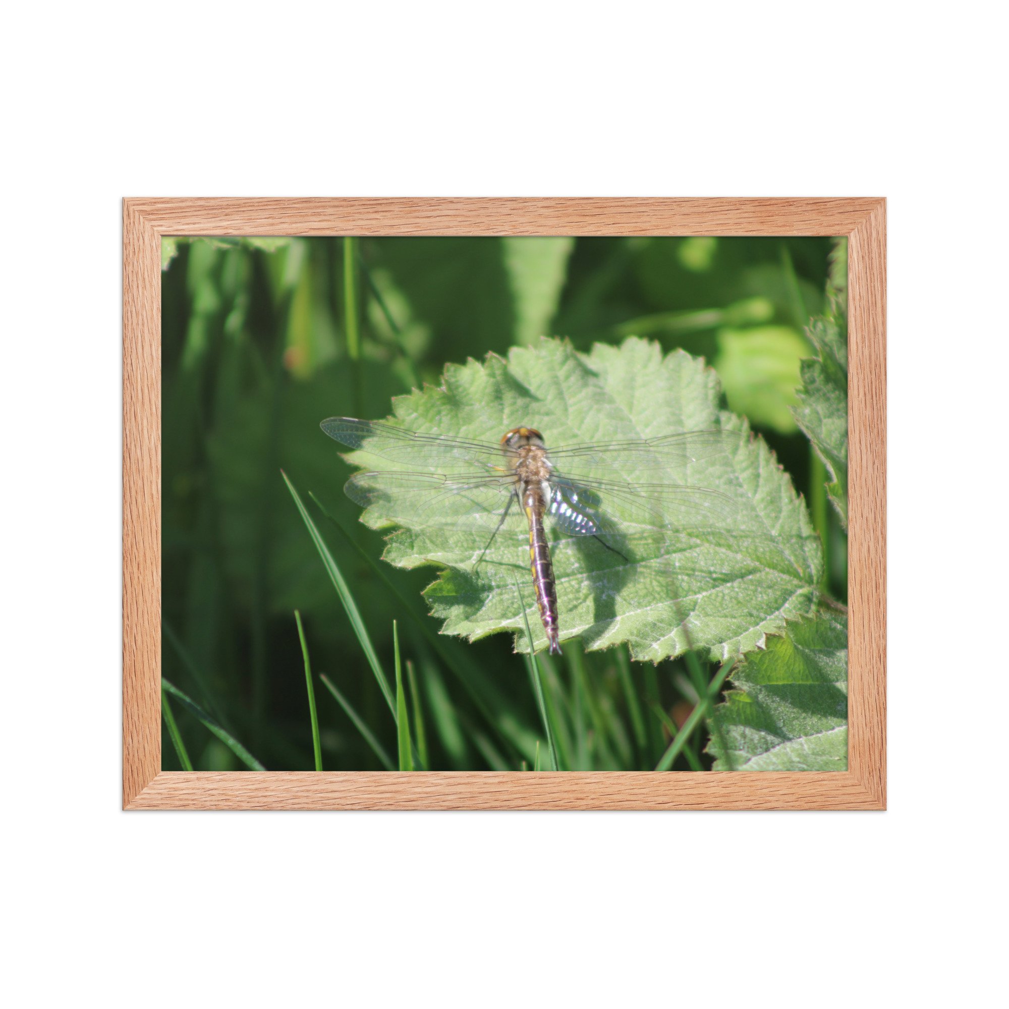 premium-luster-photo-paper-framed-poster-(in)-red-oak-11x14-front-69fa761f54ff0.jpg