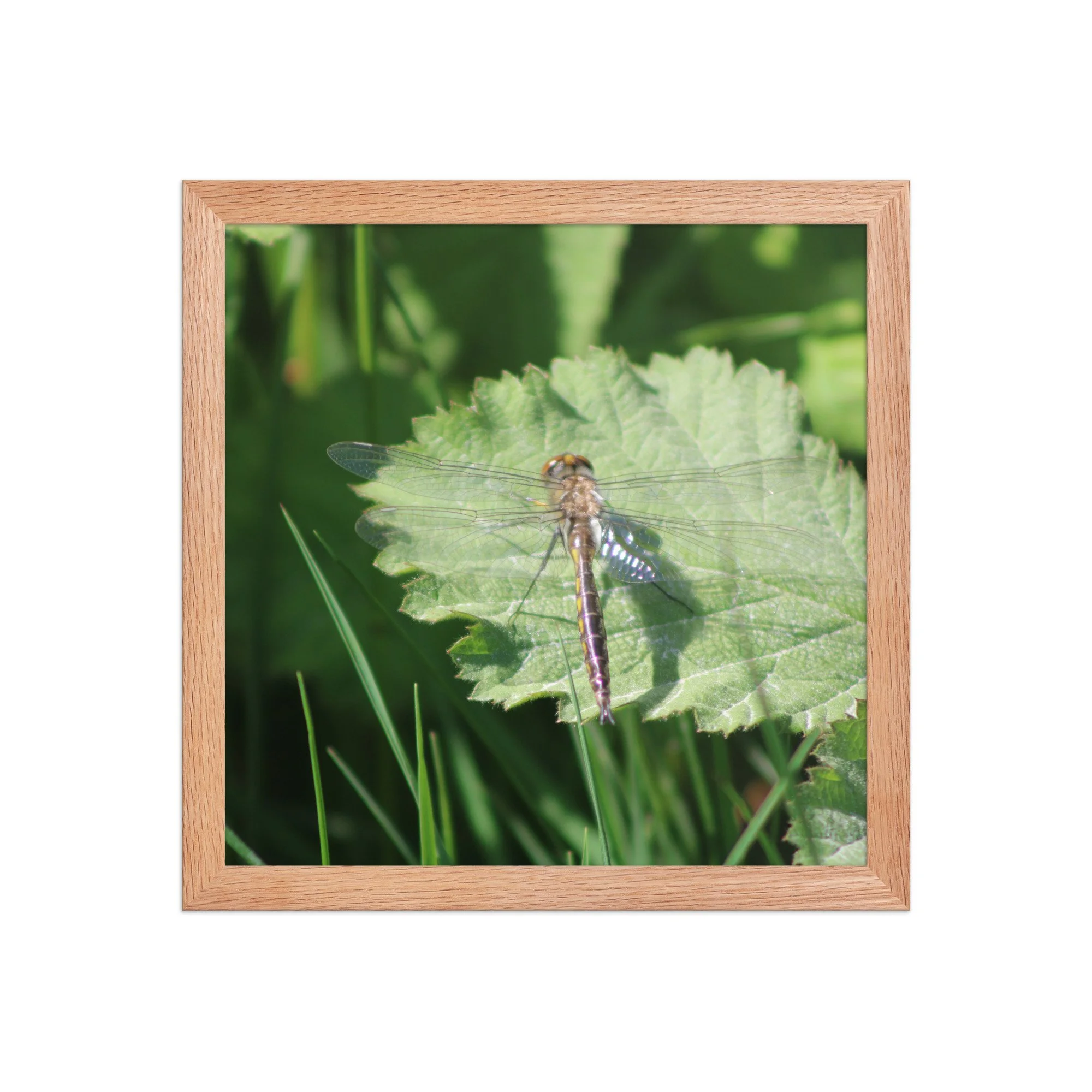 premium-luster-photo-paper-framed-poster-(in)-red-oak-12x12-front-69fa761f517a0.jpg