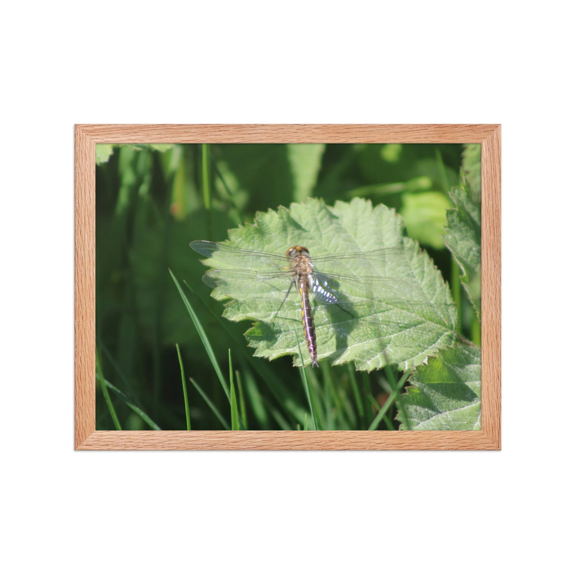 premium-luster-photo-paper-framed-poster-(in)-red-oak-12x16-front-69fa761f5317a.jpg